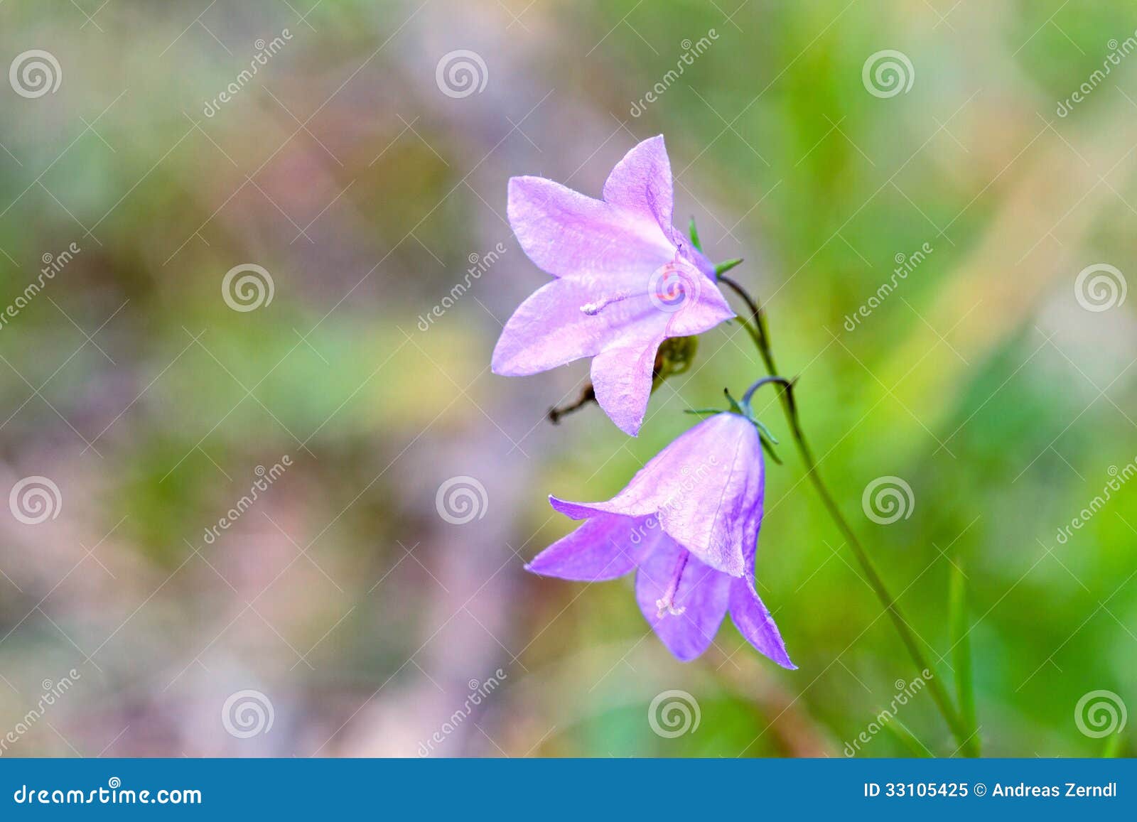 Bell Flower stock image. Image of bloom, bright, flora 33105425