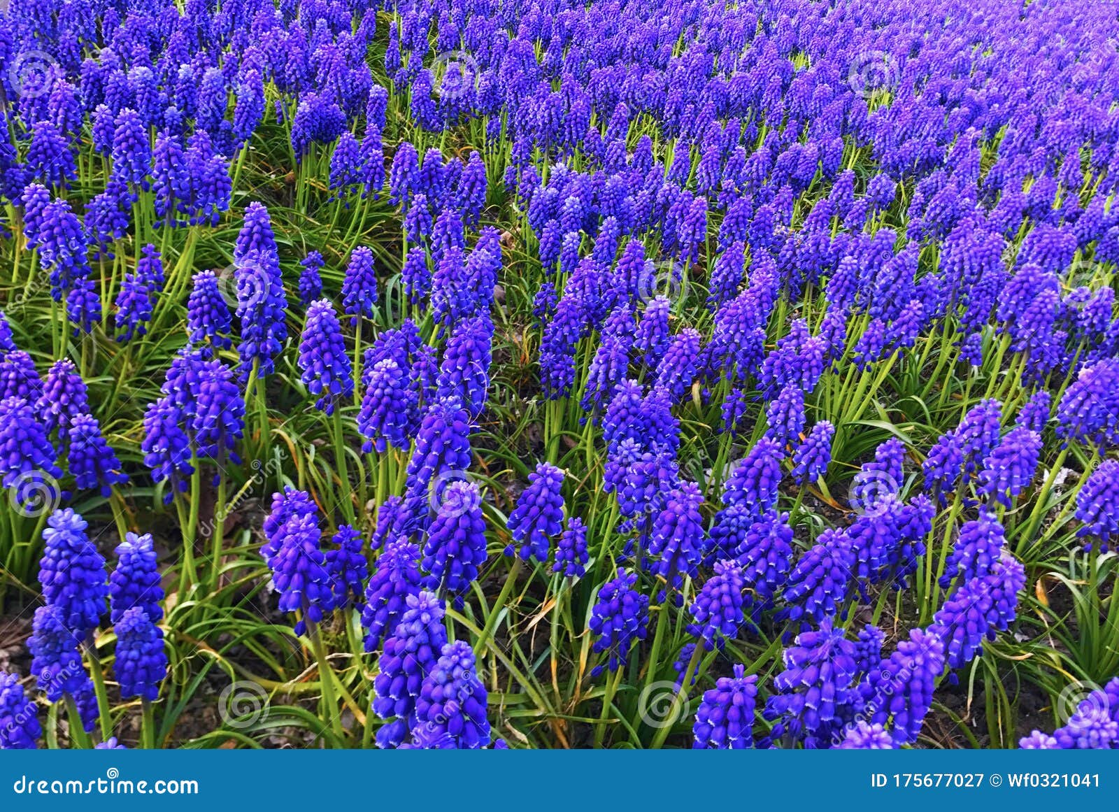Belllike grape hyacinth stock image. Image of bloom 175677027