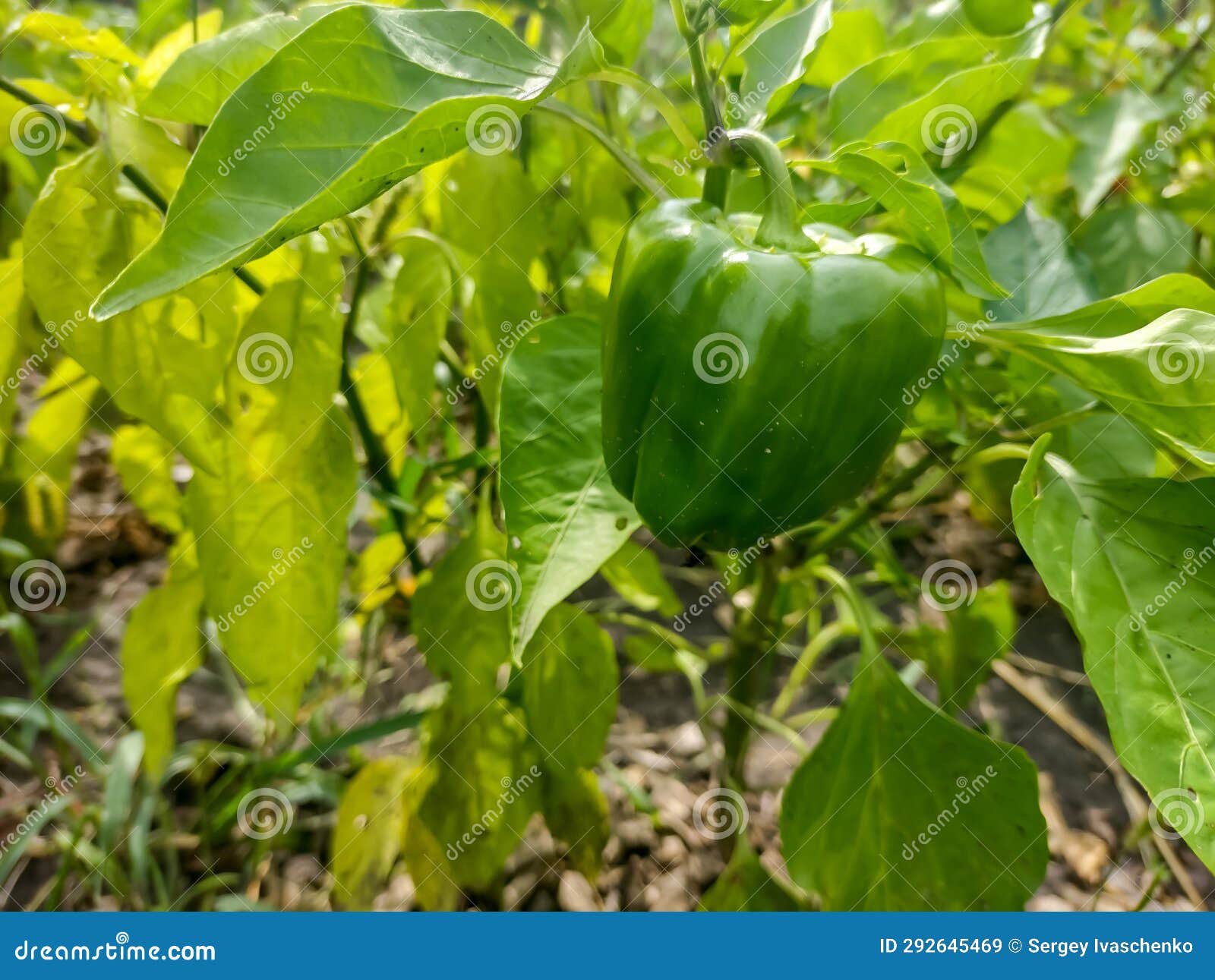 Bell pepper. stock image. Image of nature, pepper, produce 292645469