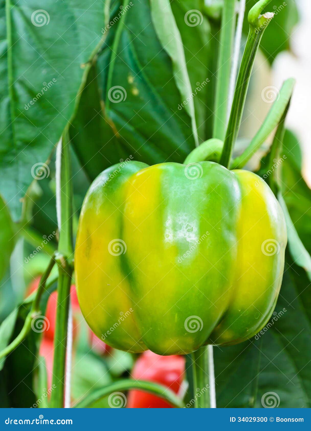 Bell pepper stock photo. Image of grow, pepper, green 34029300