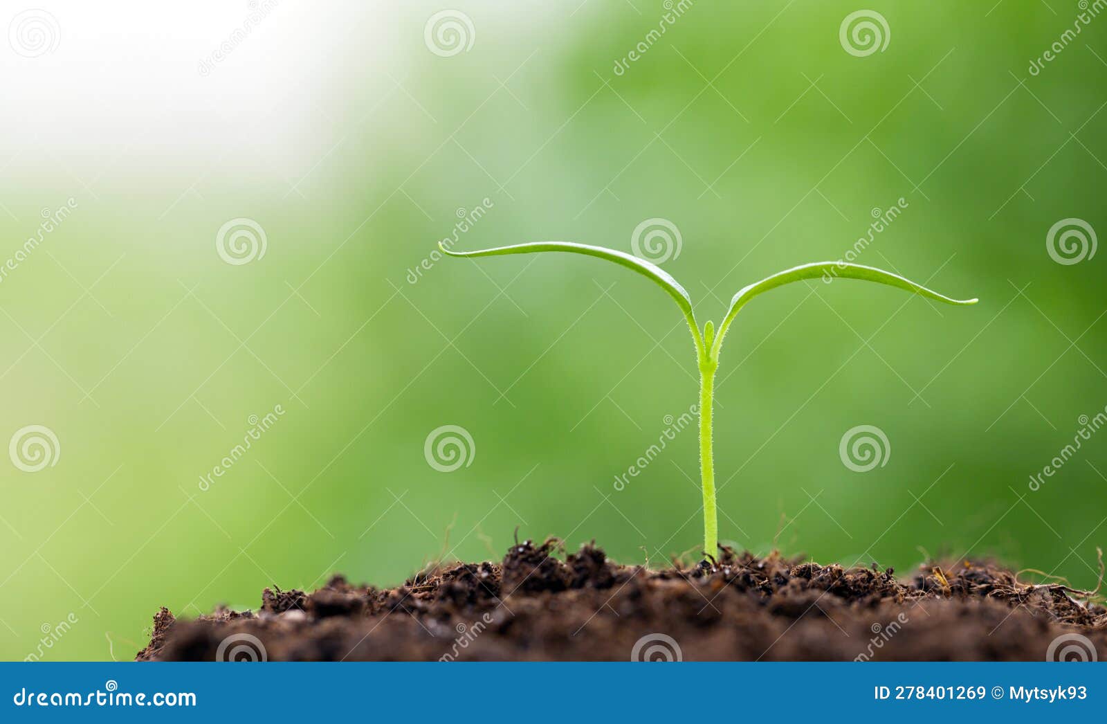Bell Pepper Seedling Grows in Soil, Cultivation Stock Image Image of