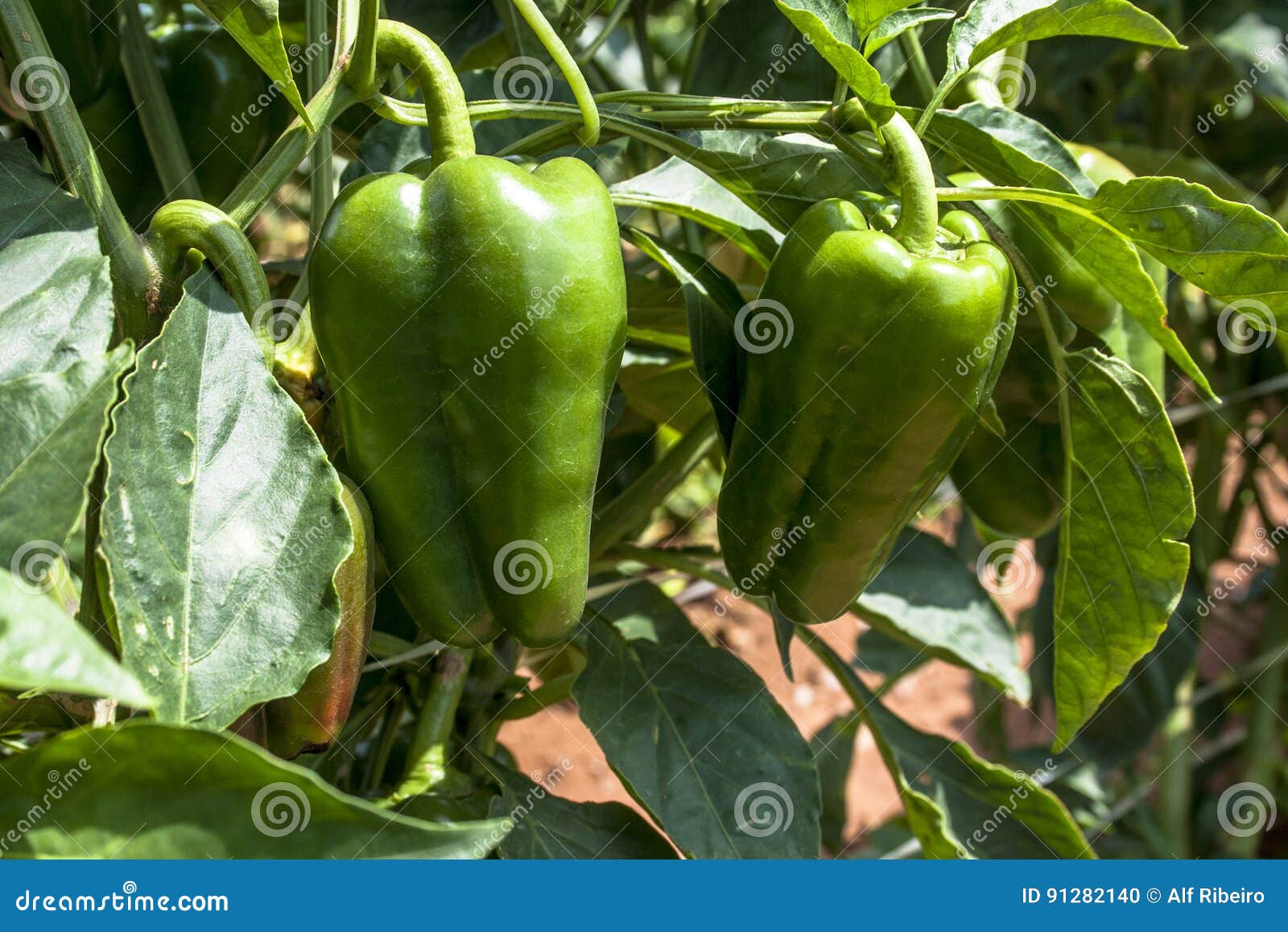 Bell peppers stock photo. Image of farm, garden, ground 91282140