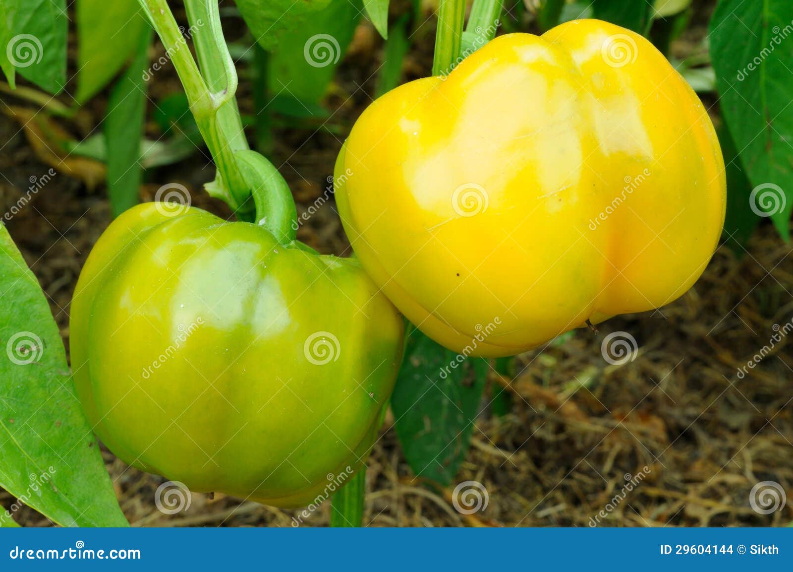 Bell Peppers Growing in Greenhouse Stock Photo Image of outdoors