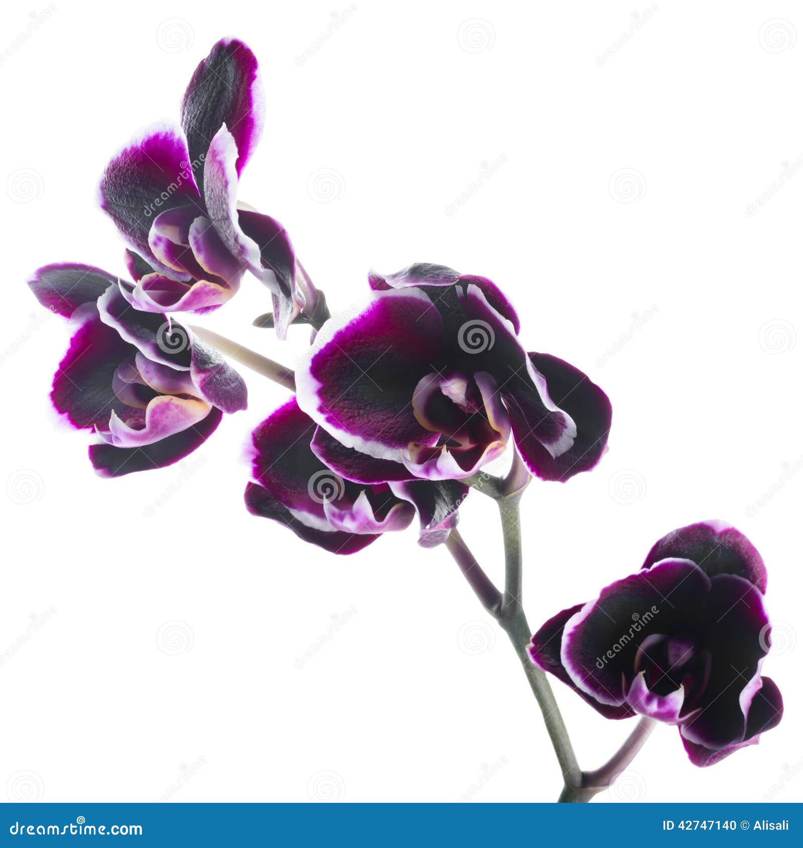 Fioritura Delle Orchidee Come Farle Fiorire E Rifiorire Fioritura Delle Orchidee Come Farle Fiorire E Rifiorire