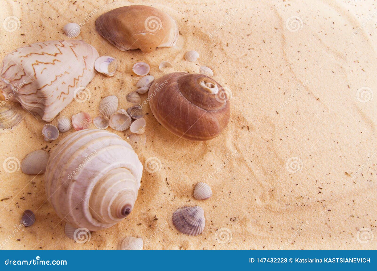 Bella Conchiglia Che Si Trova Sulla Sabbia Dorata Fotografia Stock