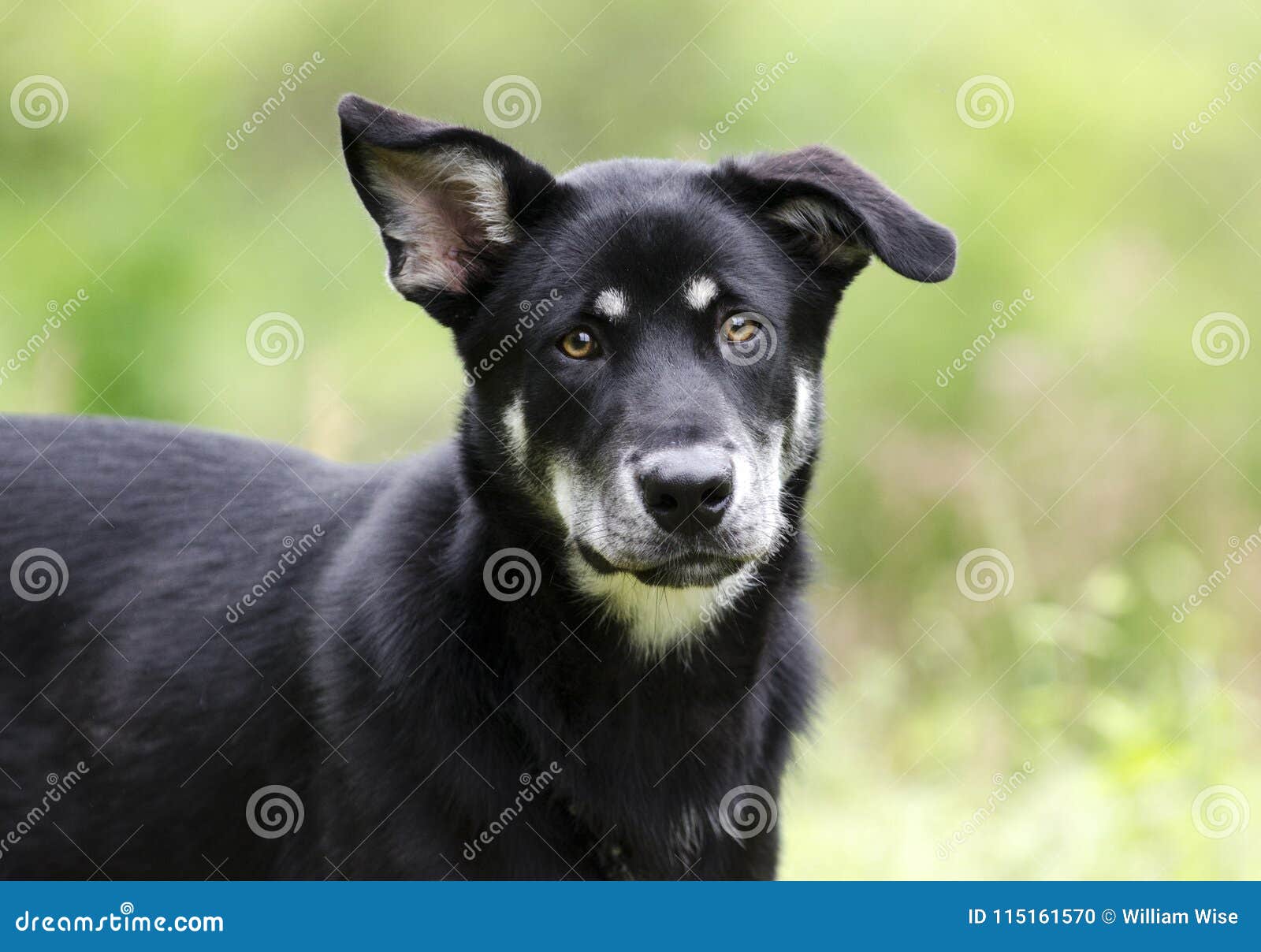Husky Mix Breed Dog Pet Rescue Adoption Photography Stock Photo Image Of Girl Leash 115161570
