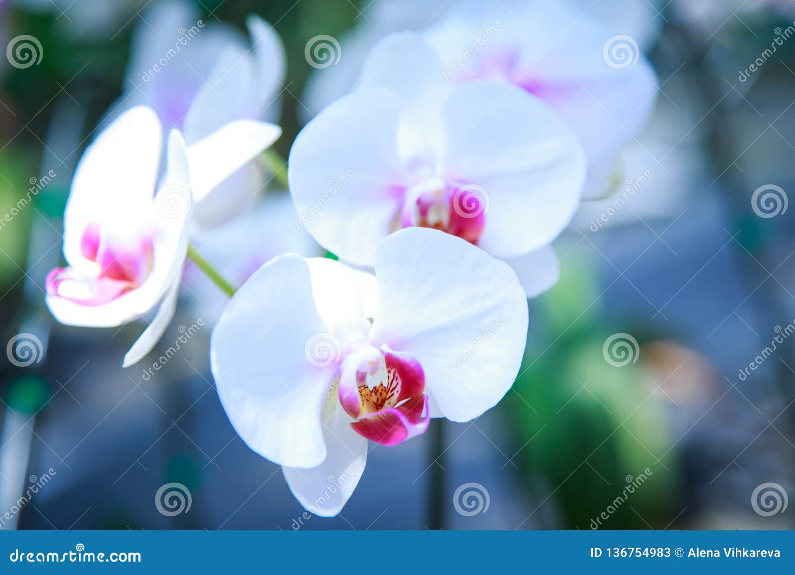 Bella floricultura rossa dell'orchidea nel giardino su un fondo di altri fiori Per uso in una cartolina, pubblicità thailand Fondo della sorgente naturale