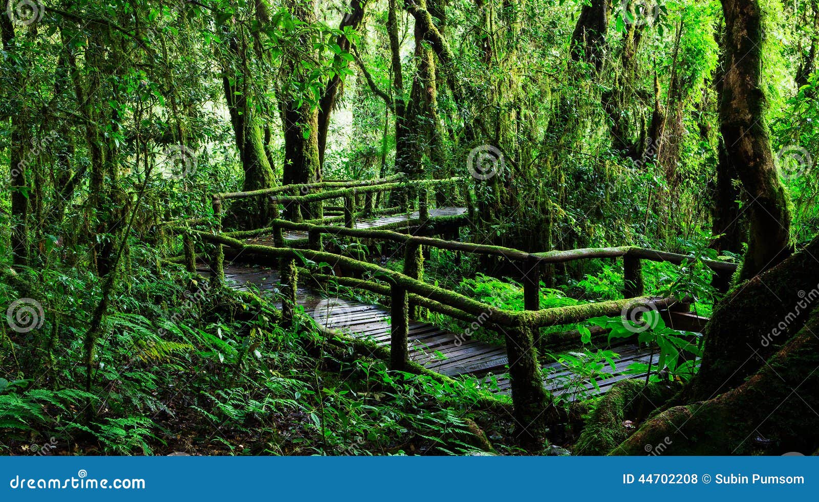 Bella foresta pluviale al sentiero didattico del Ka del ANG nel parco nazionale del inthanon di doi, Tailandia