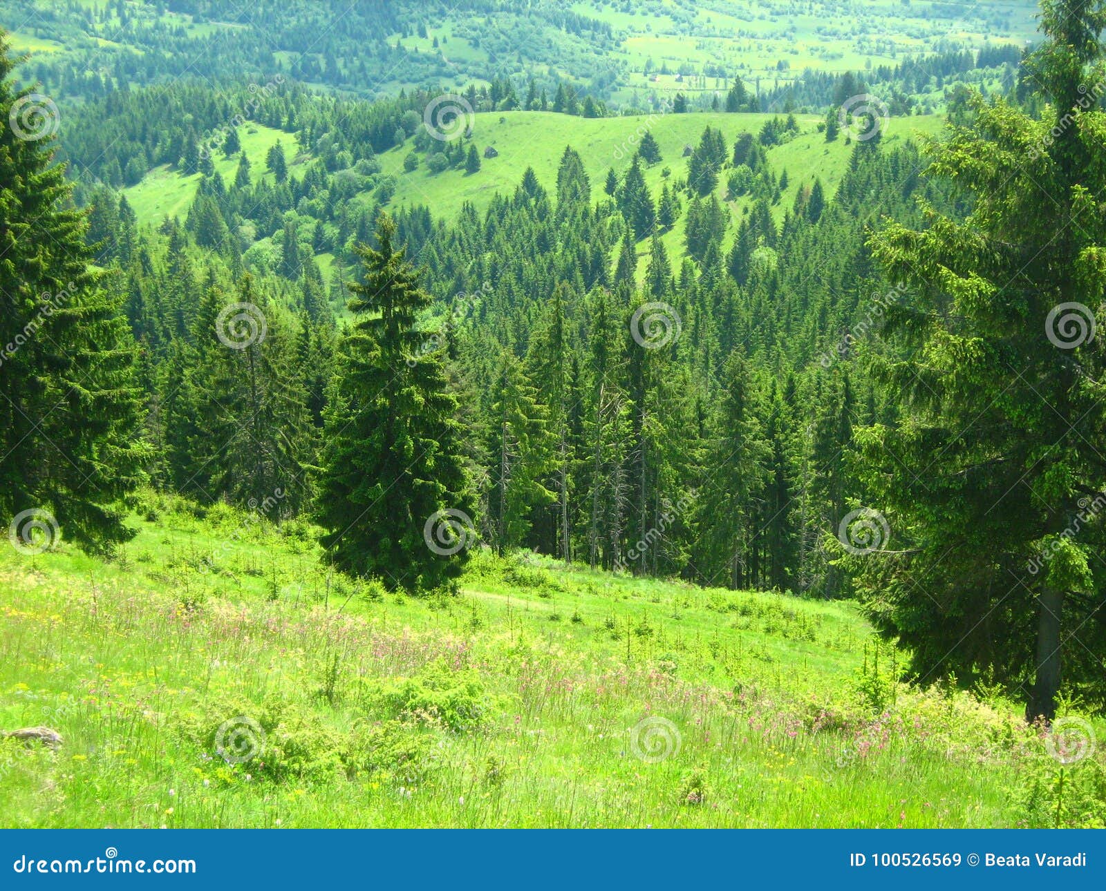 Bella foresta verde con i pini, fotografati in Romania