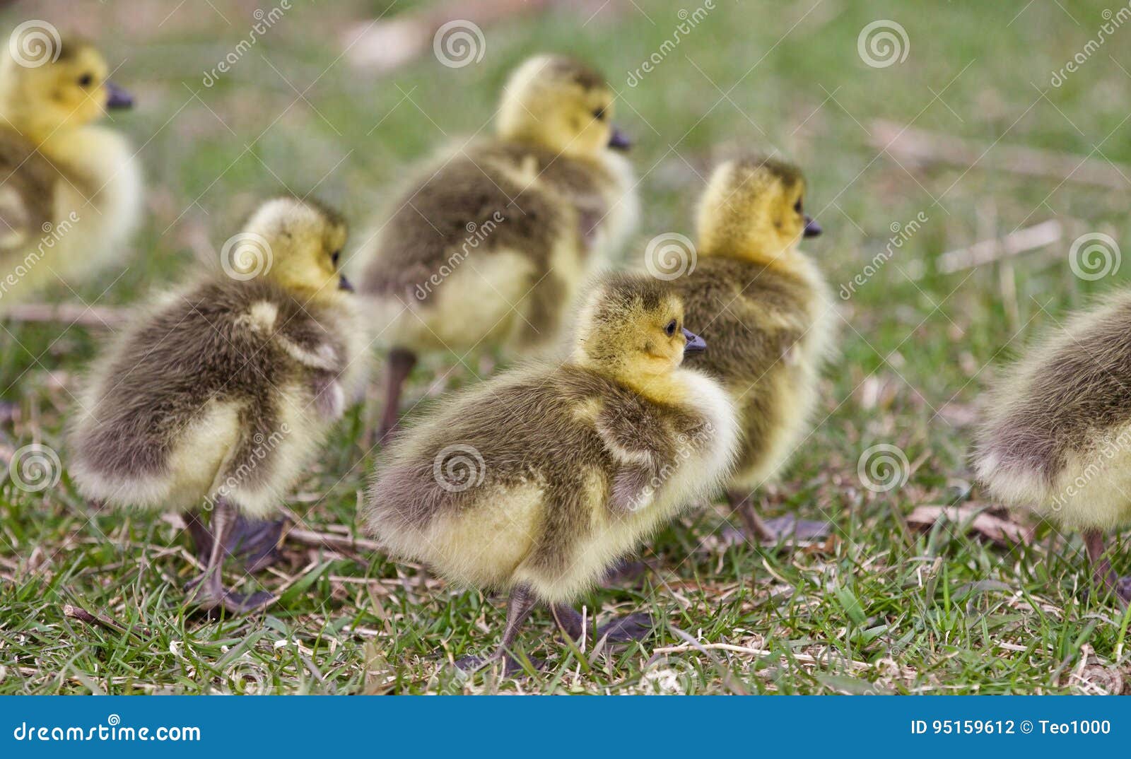 Bella Foto Con Parecchi Pulcini Divertenti Svegli Delle Oche Del Canada Che Vanno Da Qualche Parte Fotografia Stock Immagine Di Pulcino Simbolo