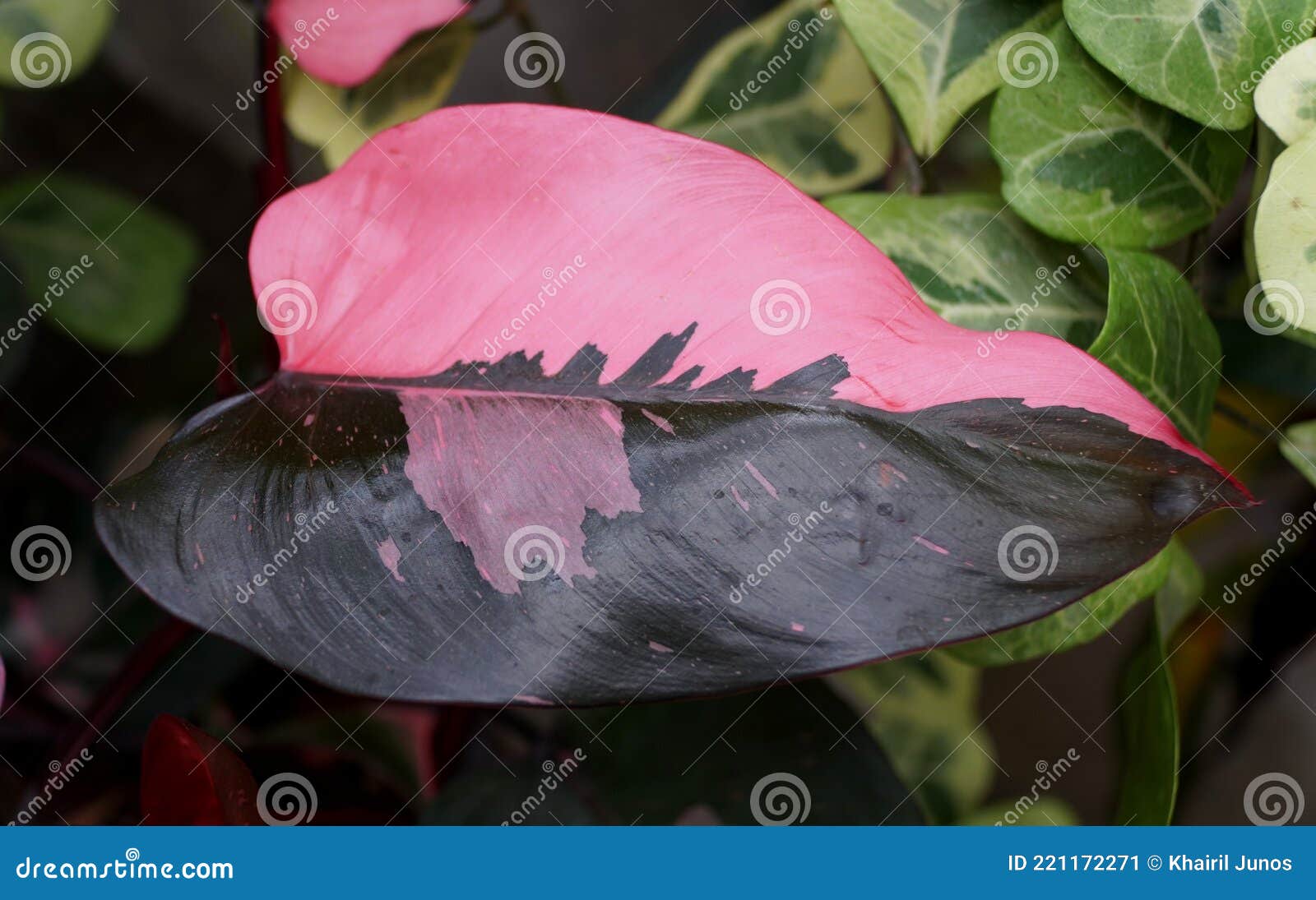Bella Hoja Rosa Y Negra De Fililodendron Princesa Rosa Planta Tropical  Imagen de archivo - Imagen de brillante, tropical: 221172271