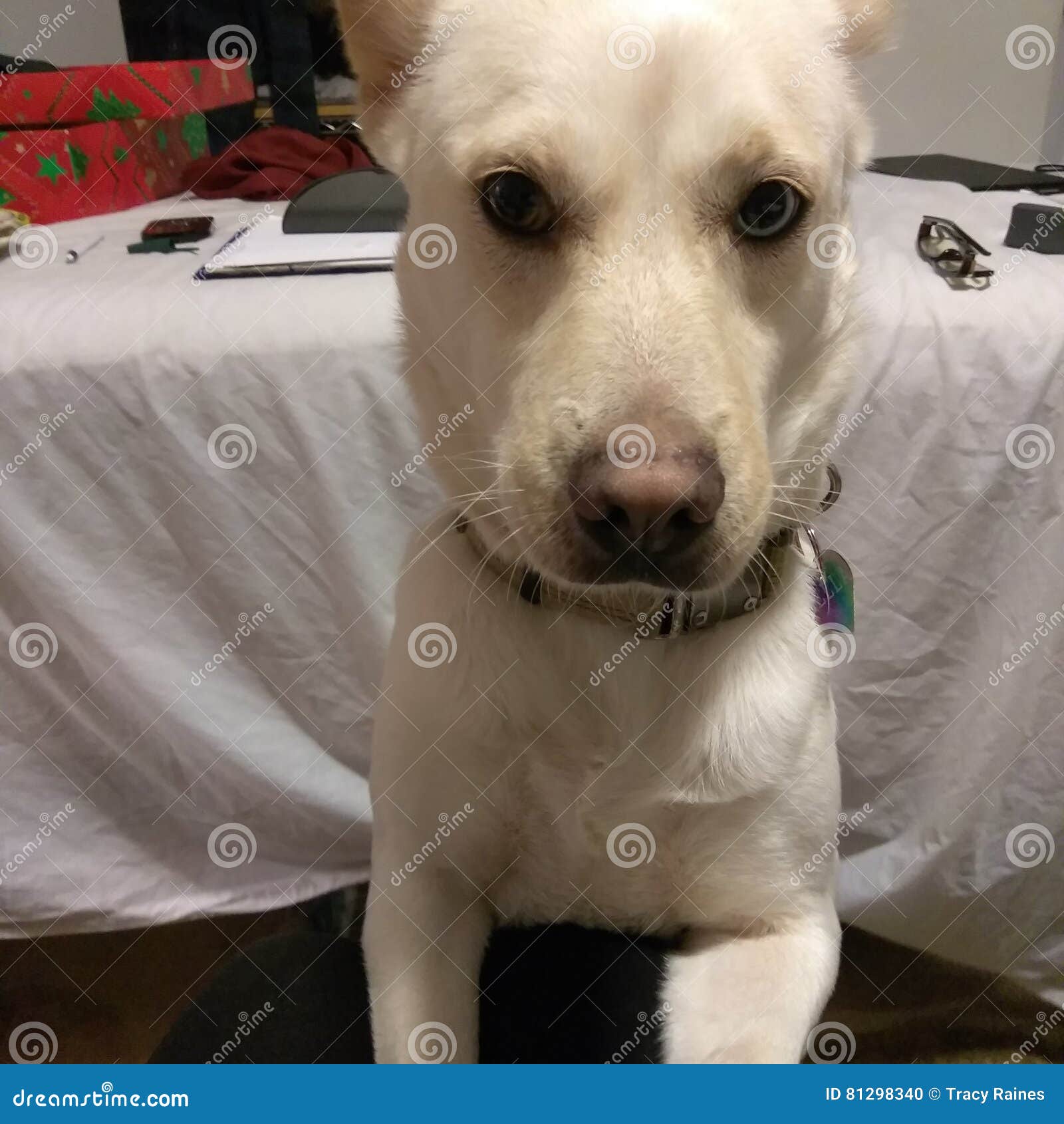 BellaHund stockfoto. Bild von bella, schätzchen, mädchen 81298340