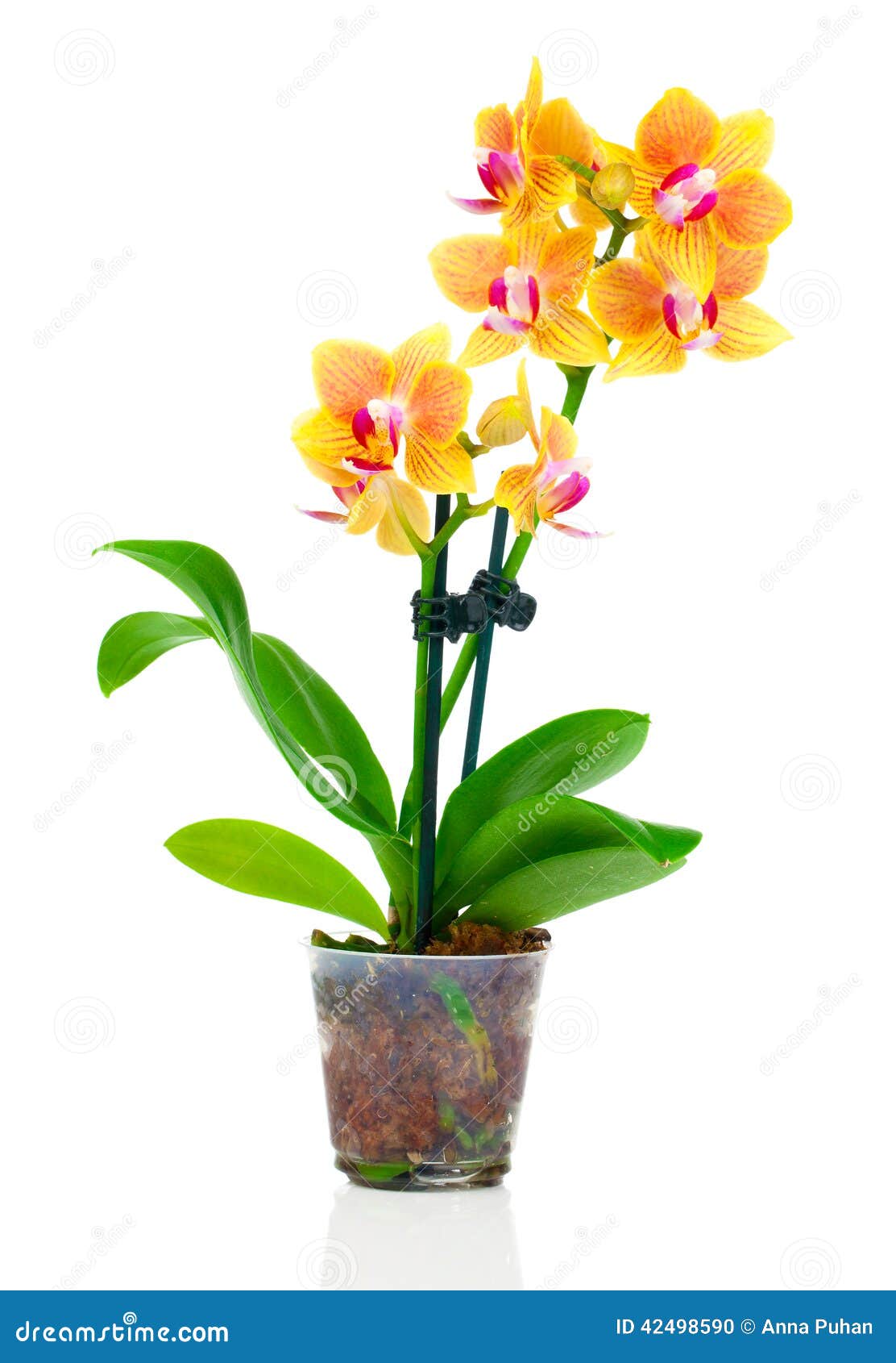 Fiori Di Orchidea Wall Art Stampe Su Tela Farfalle Fiore Giallo Dipinti Su  Tela Immagini A, image size:1112x1690