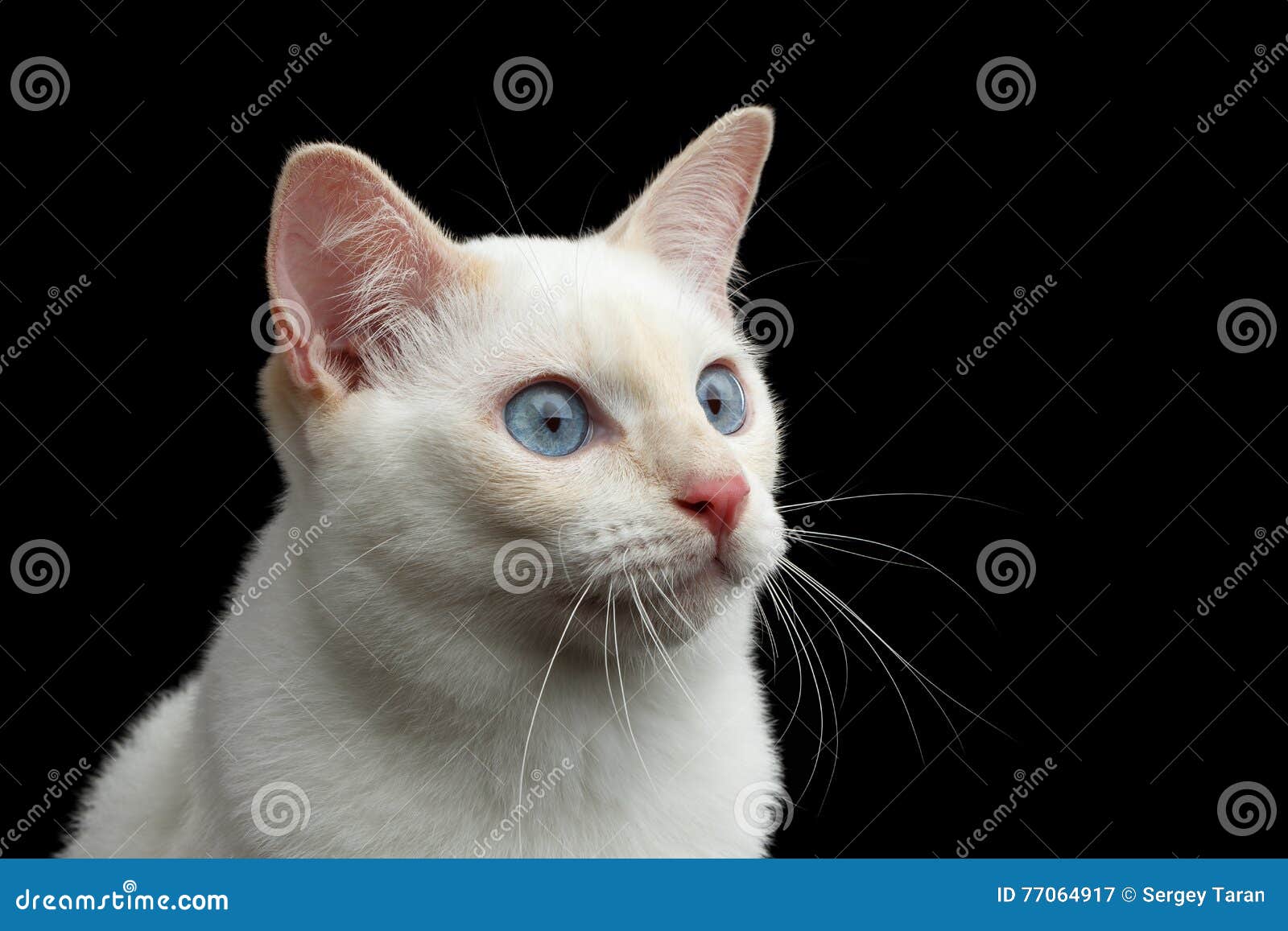 Bella razza senza bobtail Cat Isolated Black Background del Mekong della coda. Ritratto del primo piano del gatto con gli occhi azzurri, naso rosso, fondo nero isolato, pelliccia bianca Colore punti del bobtail del Mekong di sguardi di divertimento