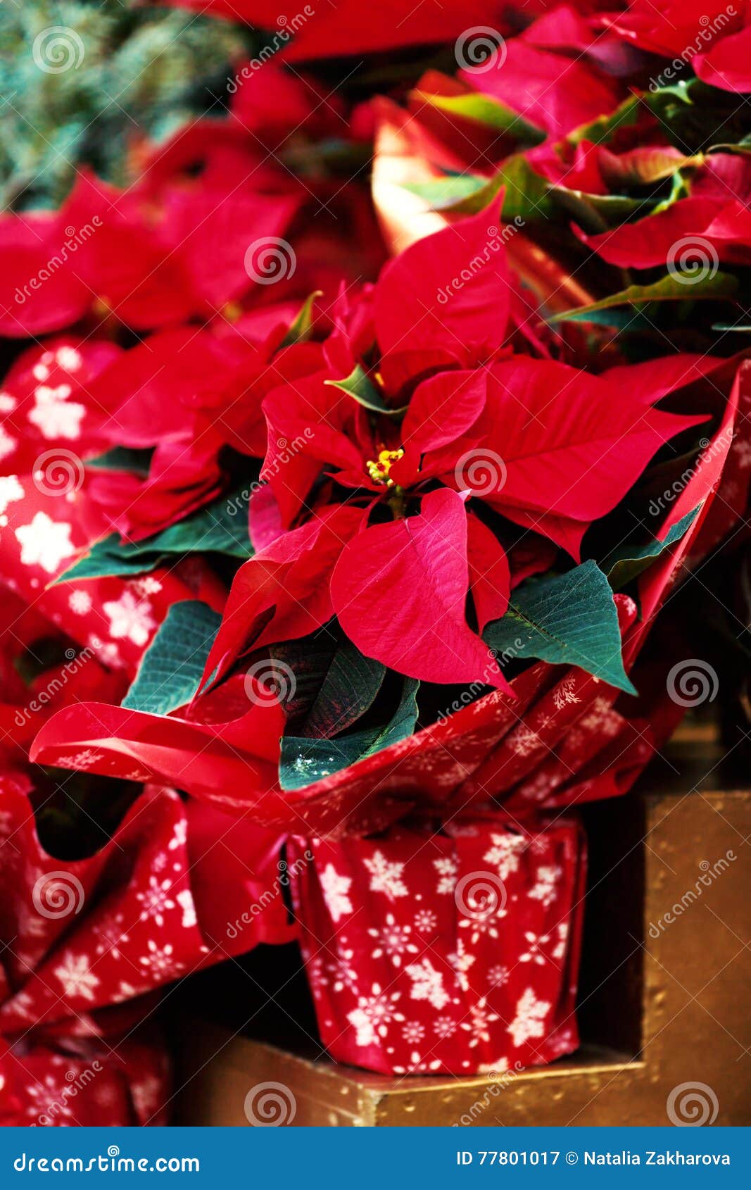 Stella Di Natale Da Appendere.Bella Stella Di Natale Rossa Del Fiore Di Natale Come Simbolo Di Natale Immagine Stock Immagine Di Background Freddo 77801017