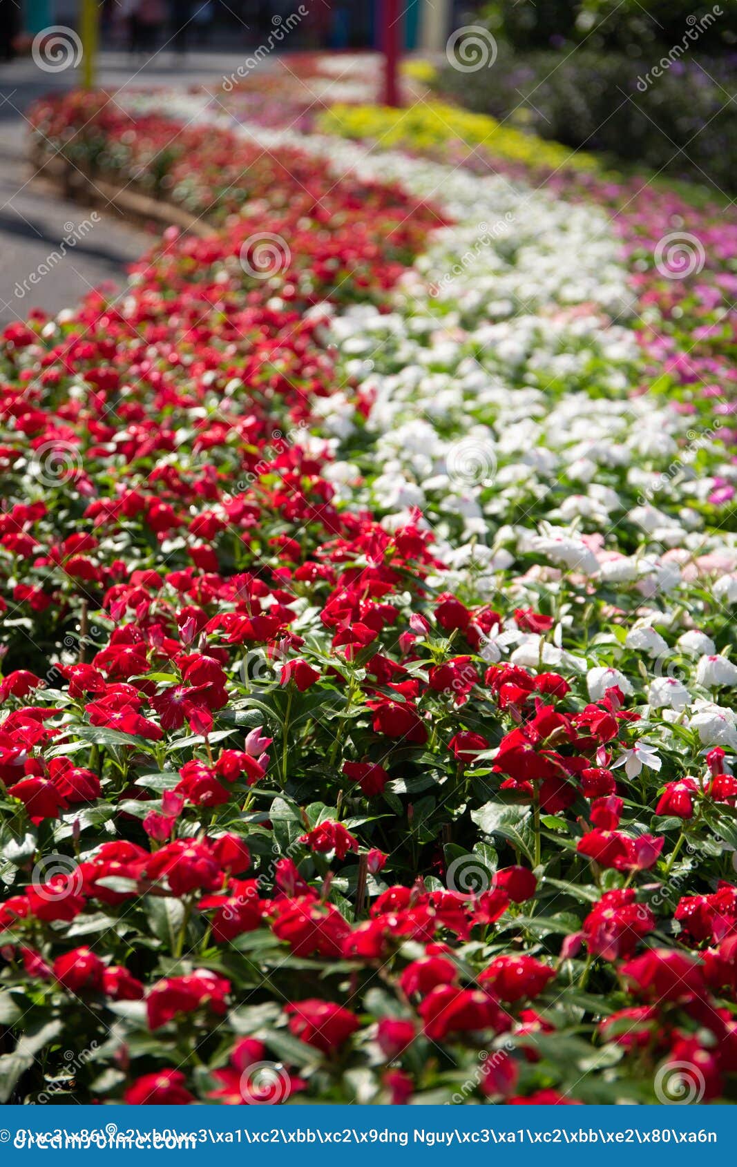 Bella Vista De Flores De Colores De La Begonia En Un Jardín Imagen de  archivo - Imagen de belleza, begonia: 209954377