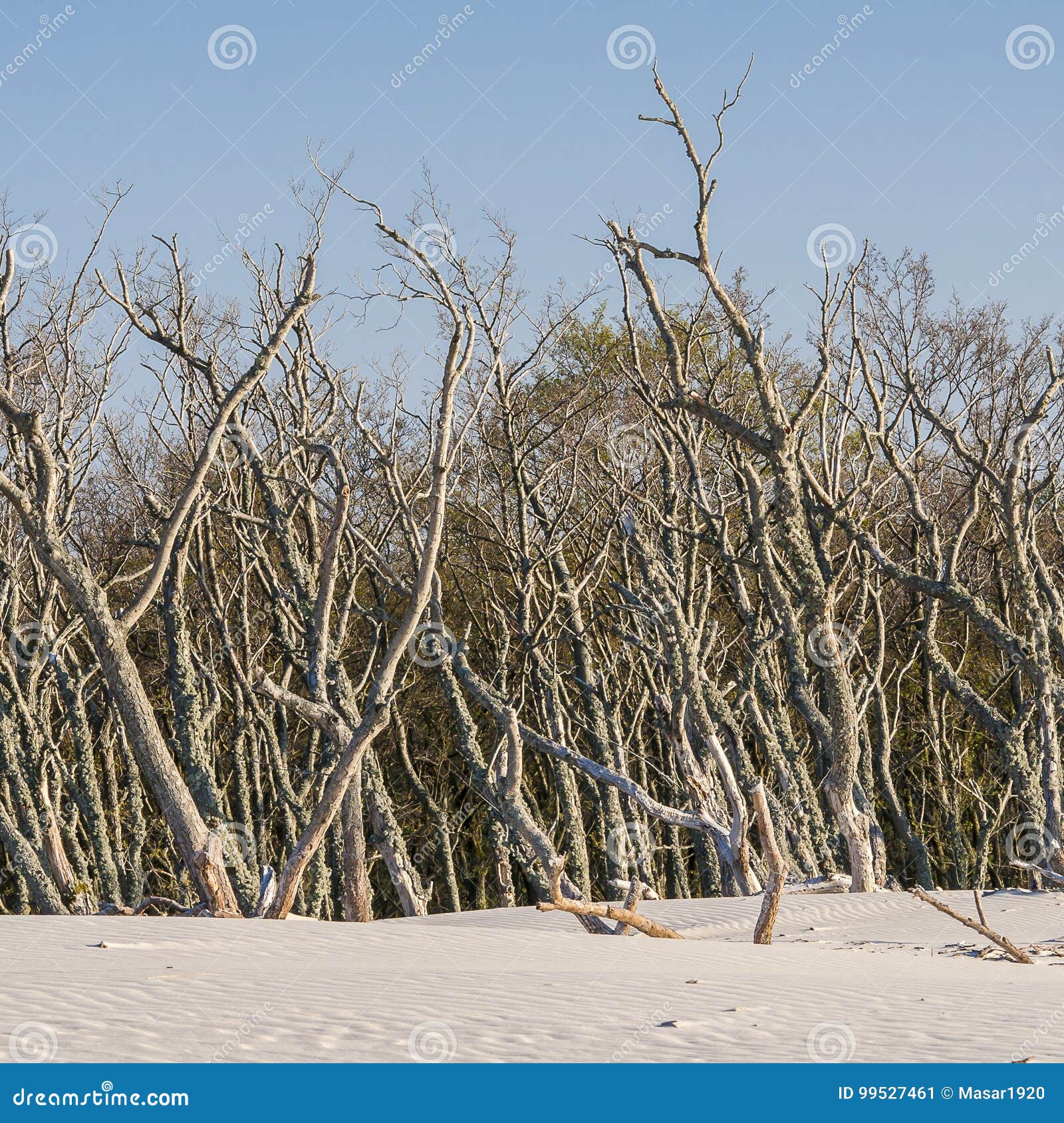 Bella Vista Delle Dune Costiere Immagine Stock - Immagine di riserva ...