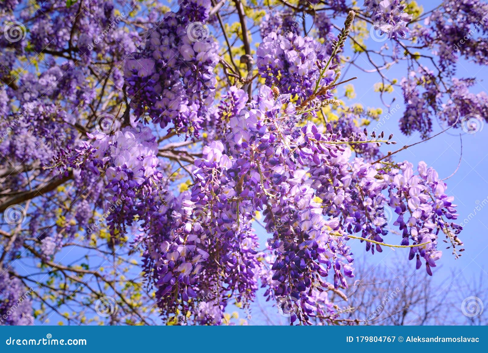 Bellas Flores Colgantes Violeta De Un Aromático árbol De Acacia Imagen de  archivo - Imagen de ornamental, venenoso: 179804767