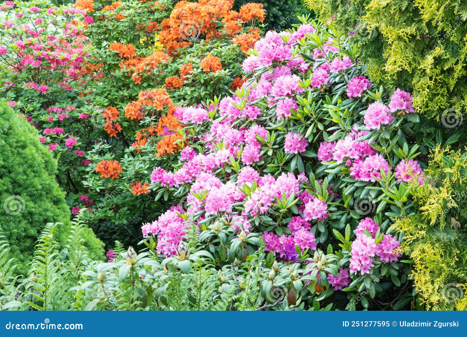 Bellas Flores De Azalea De Color Rosa Y Naranja. Rododendrón Imagen de  archivo - Imagen de fondo, elegancia: 251277595