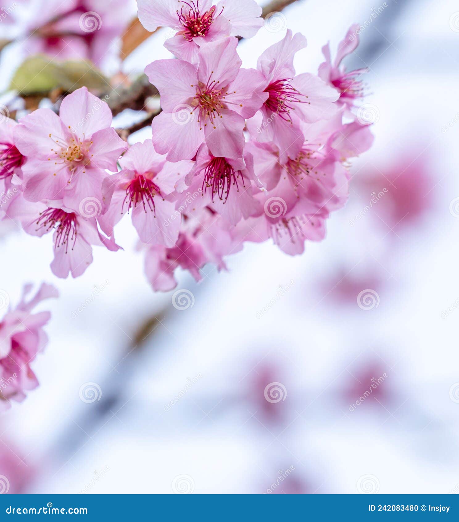 Cerezos en Flor, Sakura, belleza sin igual - News Madretierra