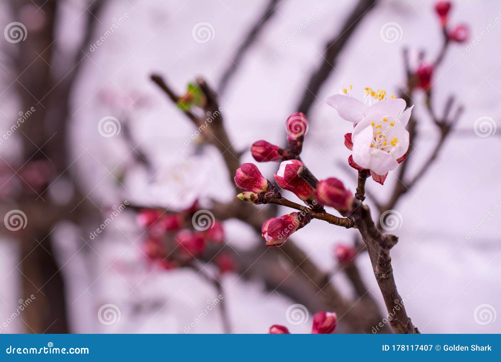 Bellas Flores De Primavera Rosadas En La Rama. árbol De Durazno Imagen de  archivo - Imagen de alimento, fresco: 178117407