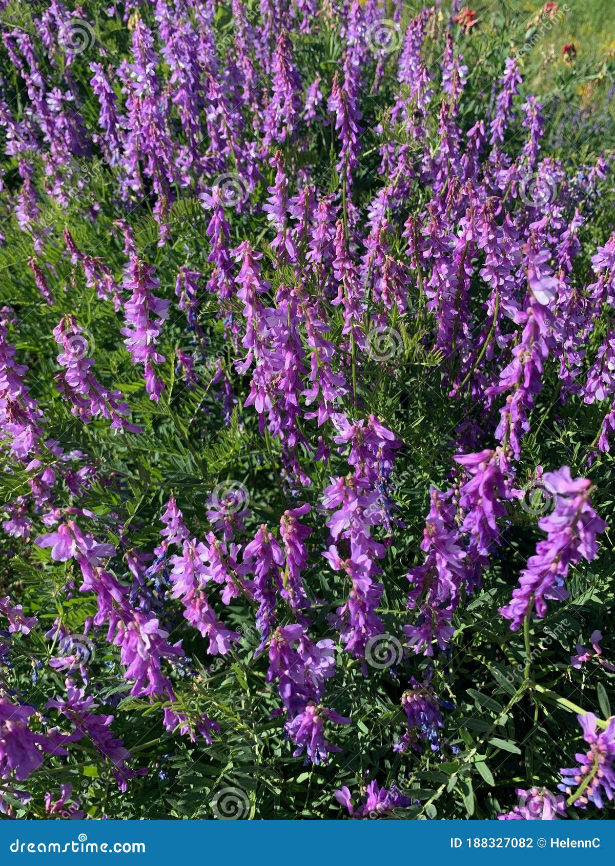 Bellas Flores Púrpura En El Campo. Delfinio. Una Flor Morada En Una Planta  Foto de archivo - Imagen de colorido, verde: 188327082