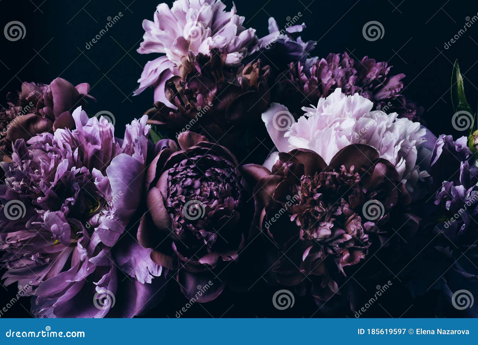 Bellas Peonías Violeta Ramo Negro. Fondo Floral. Patrón De Flores Naturales  Imagen de archivo - Imagen de fresco, travieso: 185619597