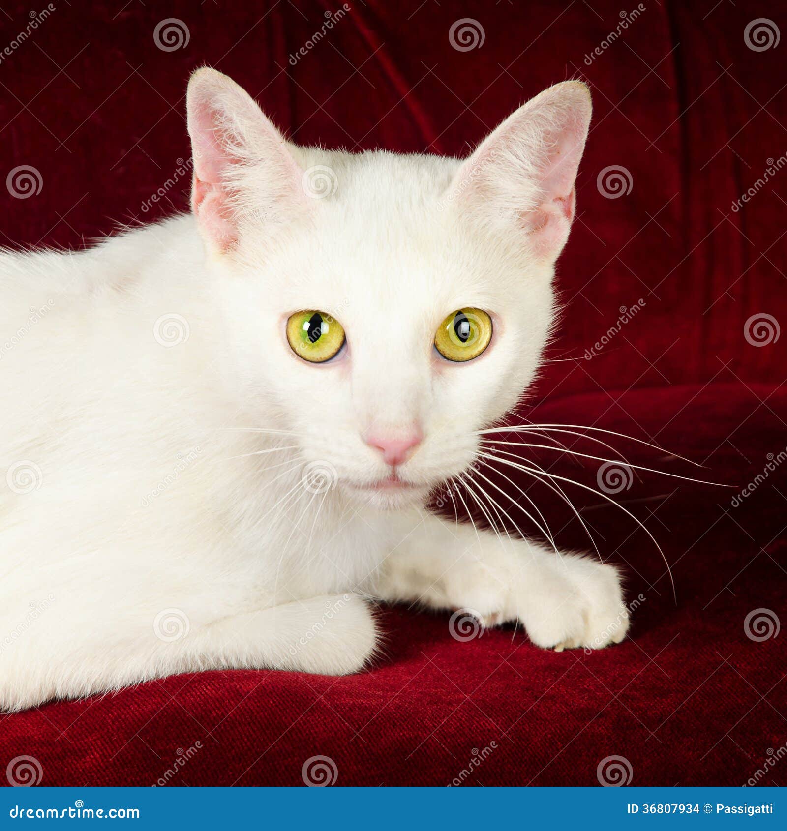 Belle Cat Kitten Blanche Sur Le Divan Rouge De Velours Photo stock - Image  du chéri, chat: 36807934