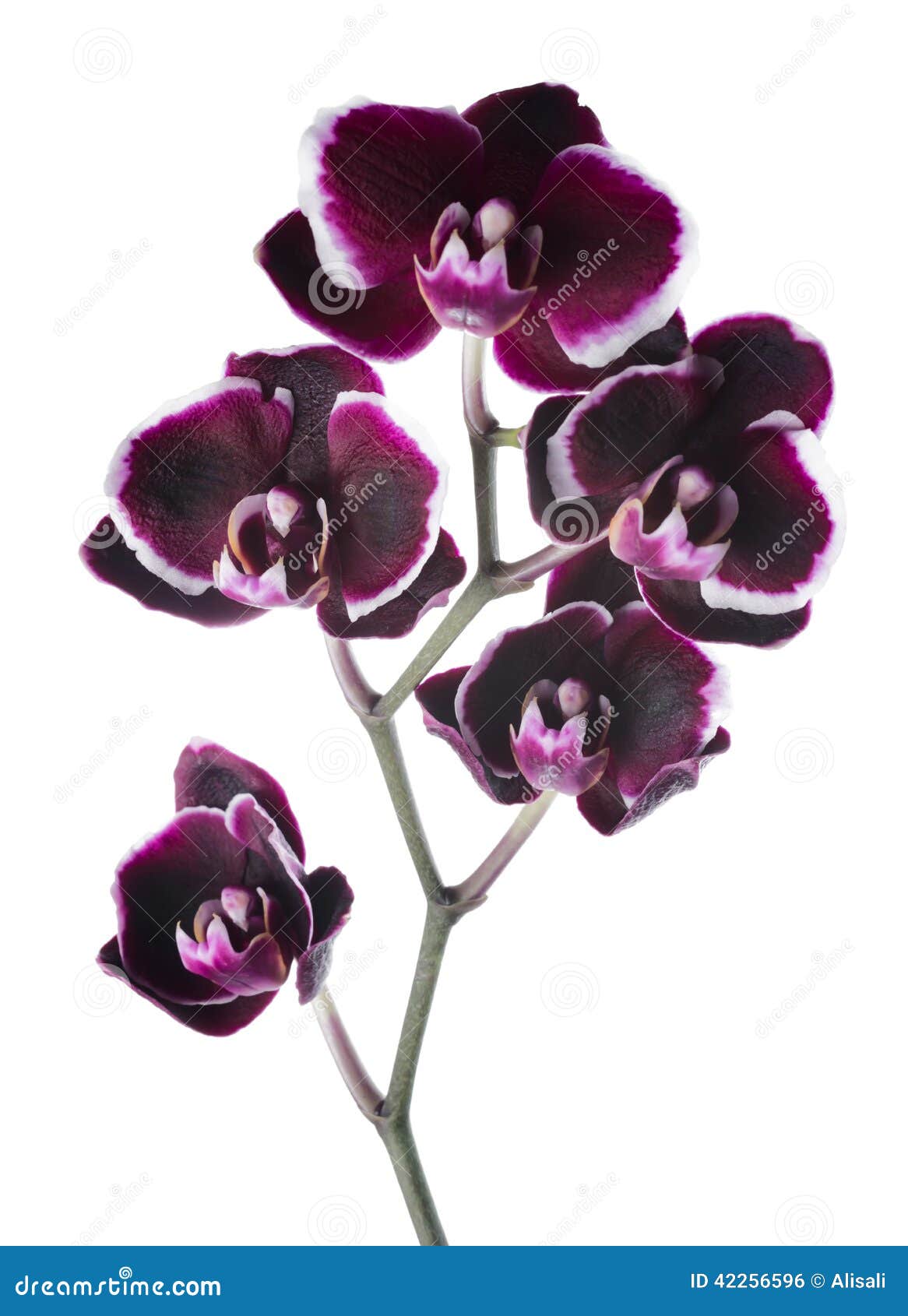 Belle Cerise Foncée De Floraison De Branche Avec L'orchidée Blanche De  Jante Photo stock - Image du flore, groupe: 42256596