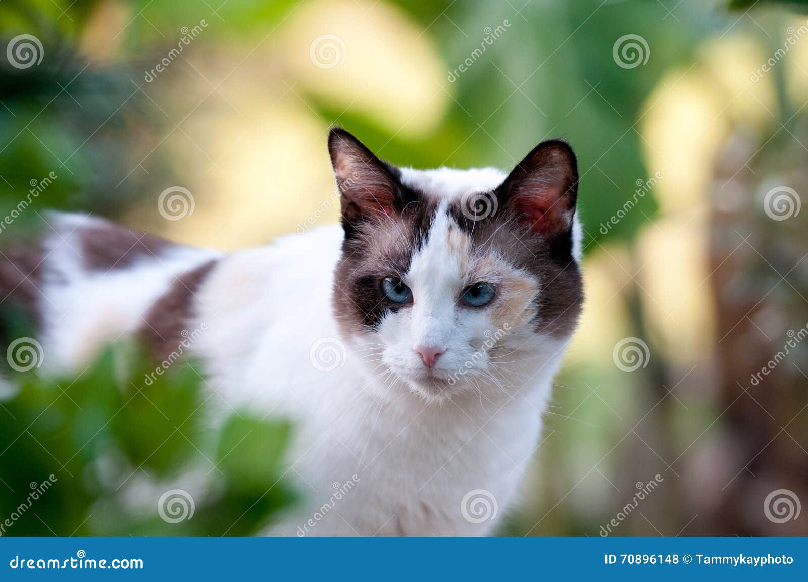 Belle Chasse De Chat Blanc Et Noir Dans Le Jardin Photo