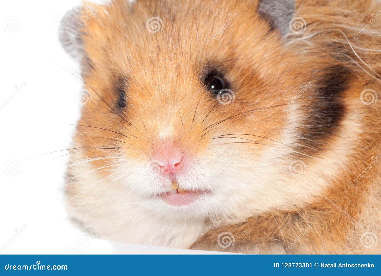 Belle De Hamster Fin Syrienne Tres Image Stock Image Du Fond Favoris 128723301