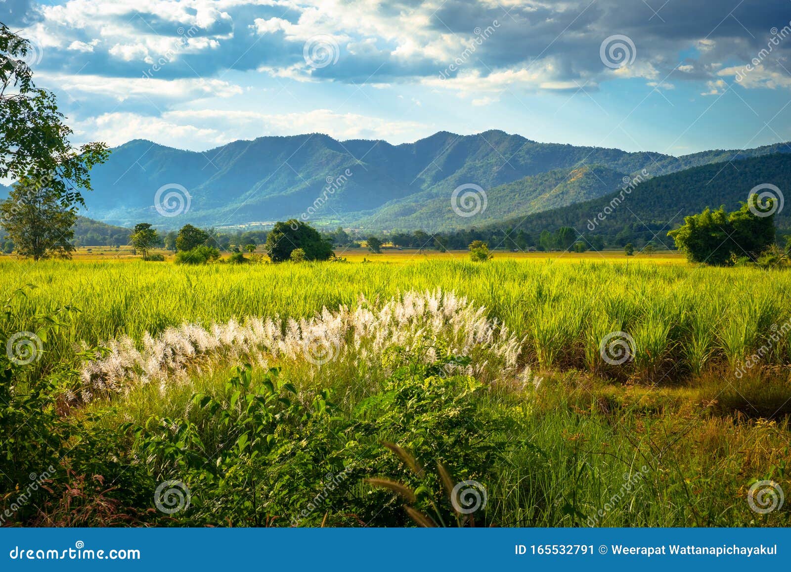 Belle ferme de cannes à sucre avec floraison de roseaux. Belle vue sur la campagne de la ferme de canne à sucre avec un groupe de roseaux fleurissant sur la colline, district de Thong Saen Khan, Uttaradit, Thaïlande