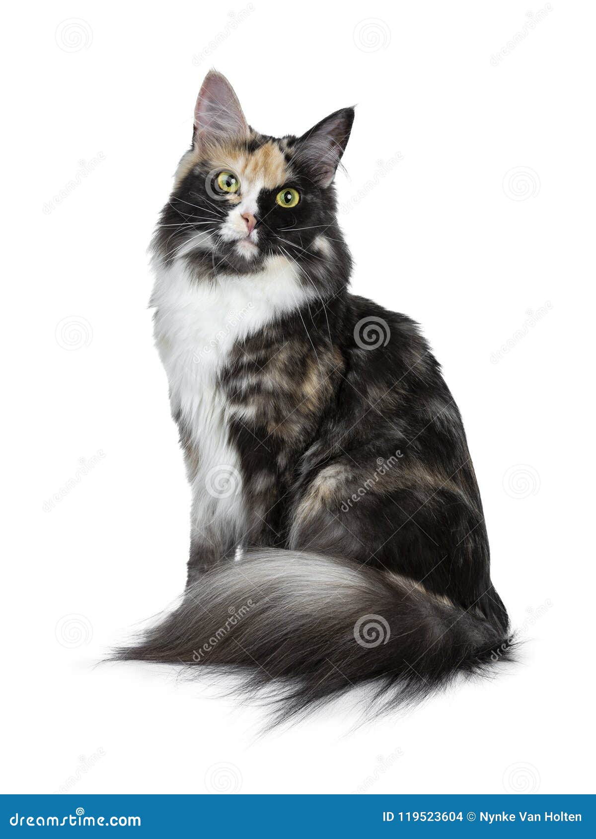 Belle Fille Noire De Chat De Maine Coon De Tortie De Fumee Reposant Des Manieres Laterales D Isolement Sur Le Fond Blanc Regardan Photo Stock Image Du Laterales Manieres Belle Fille Noire De Chat De Maine Coon De Tortie De Fumee Reposant Des Manieres Laterales D Isolement Sur Le Fond Blanc Regardan Photo Stock Image Du Laterales Manieres