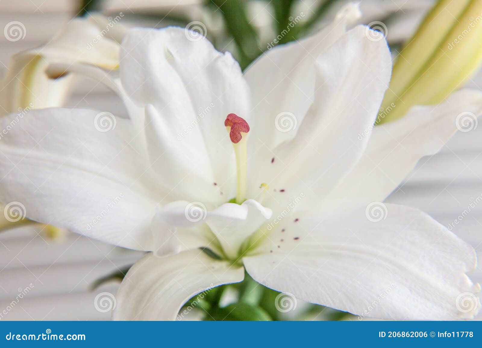 Belle Fleur De Lys Blanc Détail Serré En été. Fond Avec Bouquet Fleuri.  Source Florale Naturelle Inspirante Photo stock - Image du jardin, bouquet:  206862006