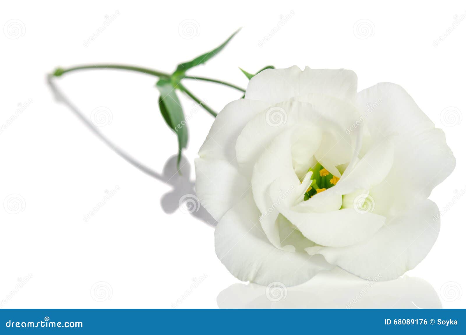 Belle Fleur Blanche Avec Des Feuilles Eustoma Photo stock - Image du  fragilité, vert: 68089176