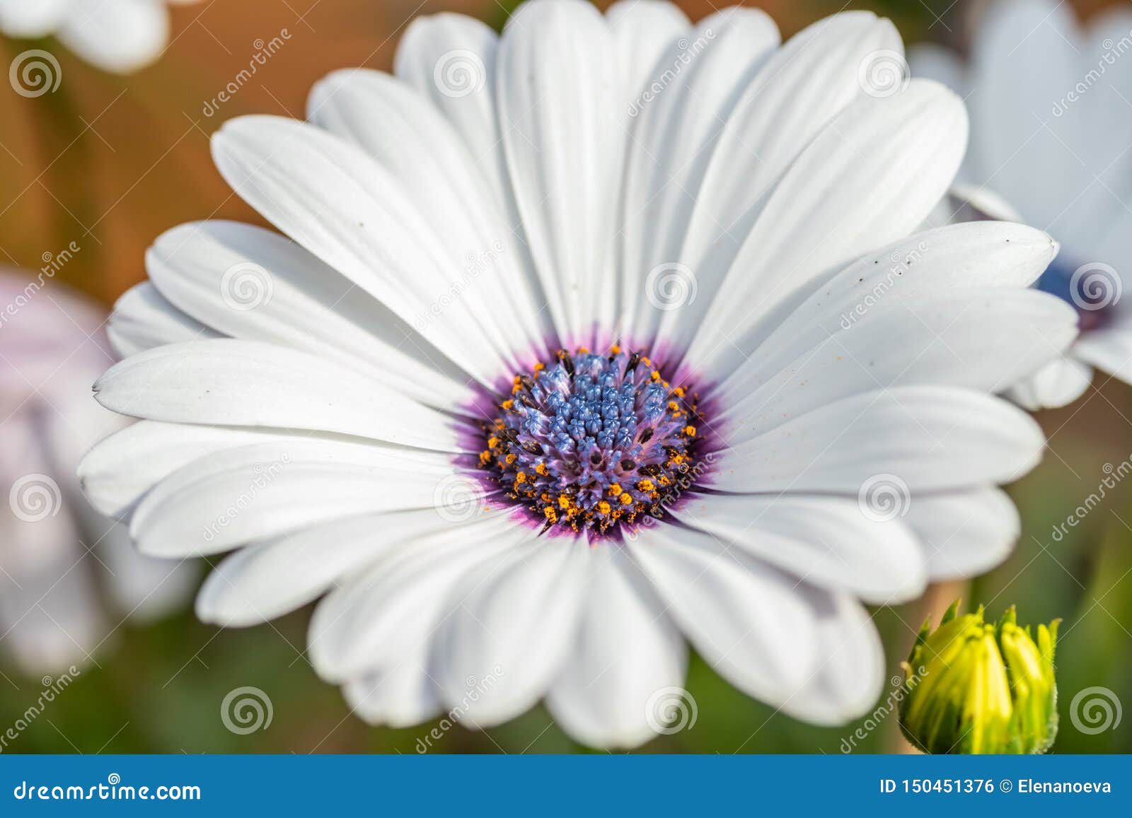Belle Fleur Blanche De Gerbera Avec Le Centre Bleu Dans L'arrangement  Naturel Photo stock - Image du fond, flou: 150451376