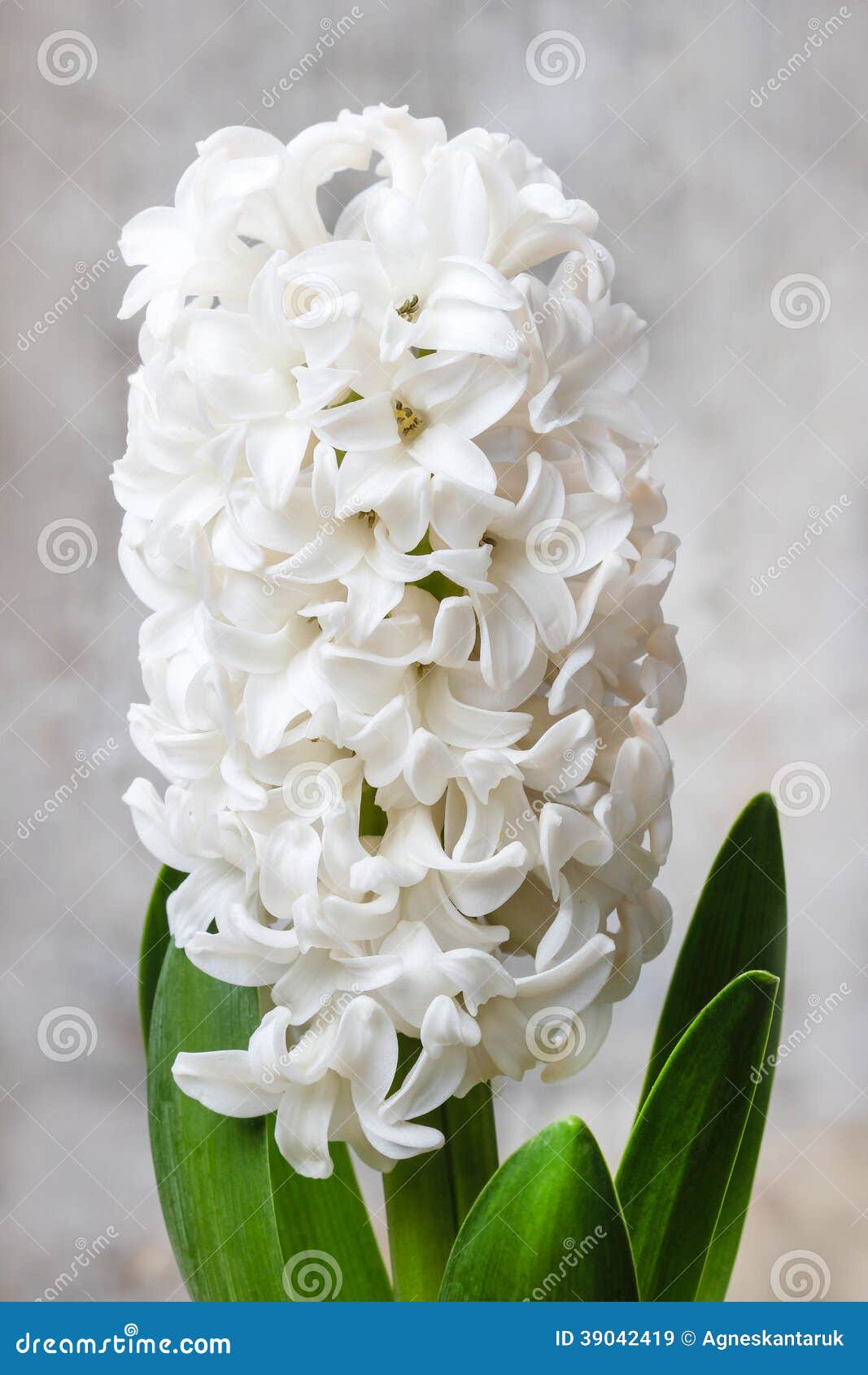 Belle Fleur Blanche De Jacinthe Image stock - Image du carte, fond: 39042419