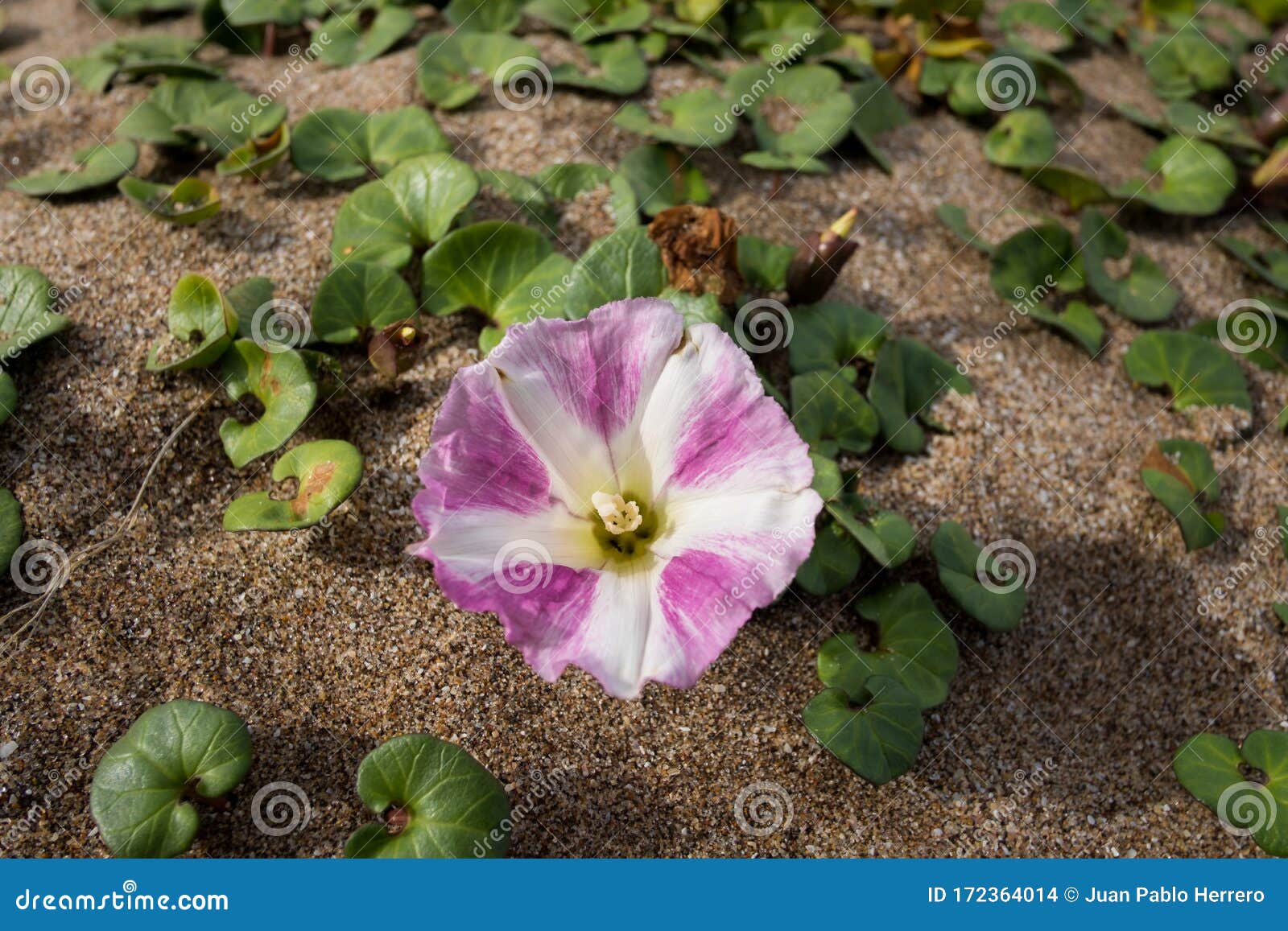 Belle Fleur Blanche Et Rose Sauvage De La Plante Rampante Photo stock -  Image du fond, seul: 172364014