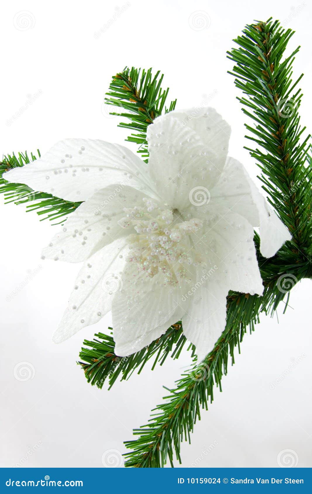 Belle Fleur Blanche Sur L'arbre De Noël Photo stock - Image du saisonnier,  fleur: 10159024