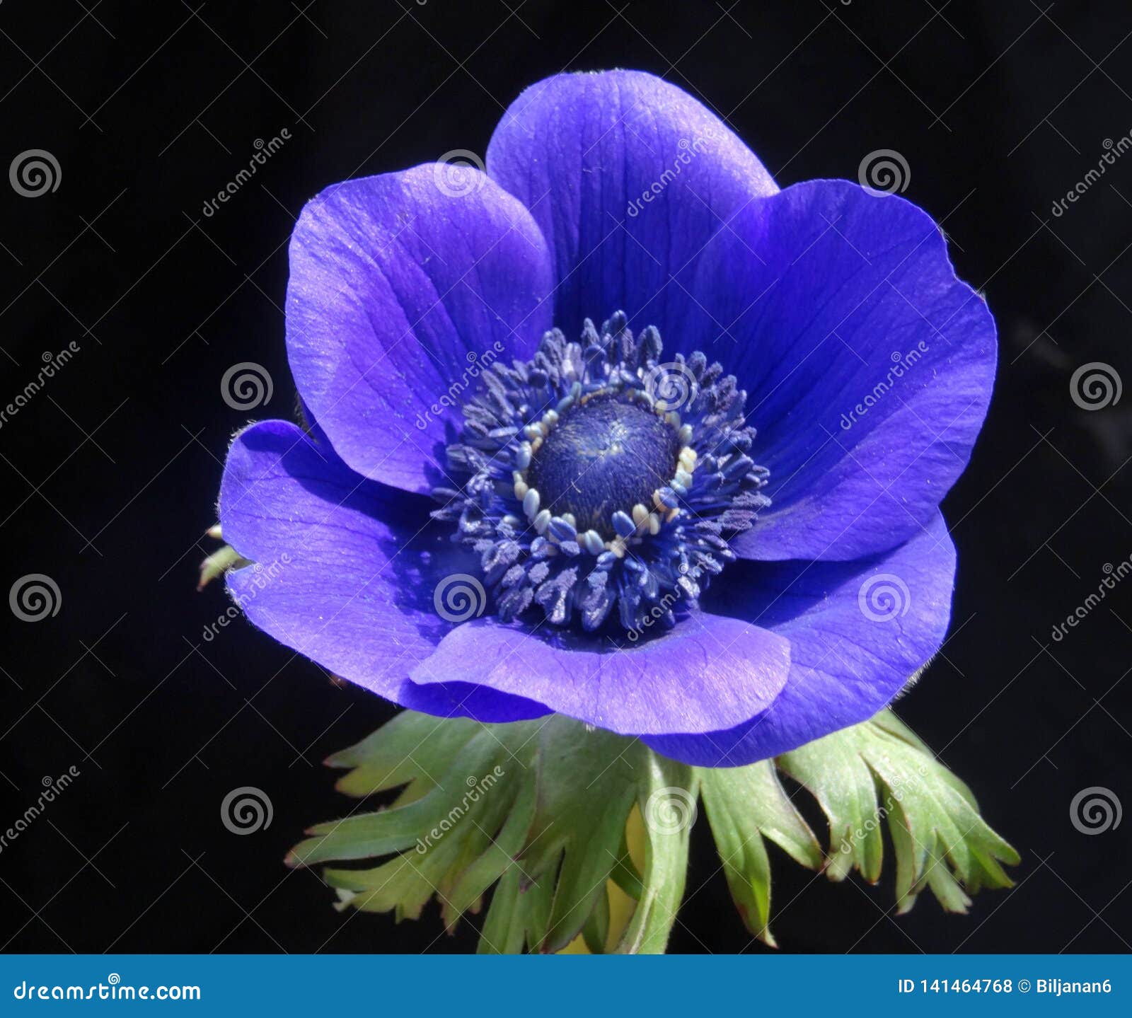 Belle Fleur Bleue D'anémone Sur Le Fond Noir - Fin Photo stock - Image du  rose, beau: 141464768