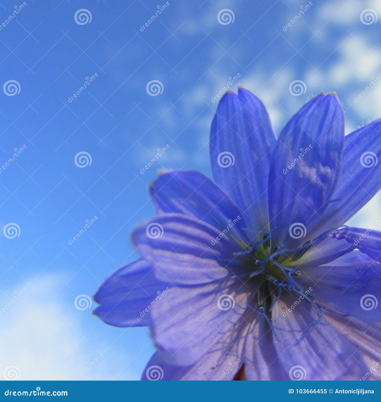 Belle Fleur Bleue Et Violette Sur Le Fond De Ciel Bleu Image stock - Image  du ciel, naturellement: 103666455