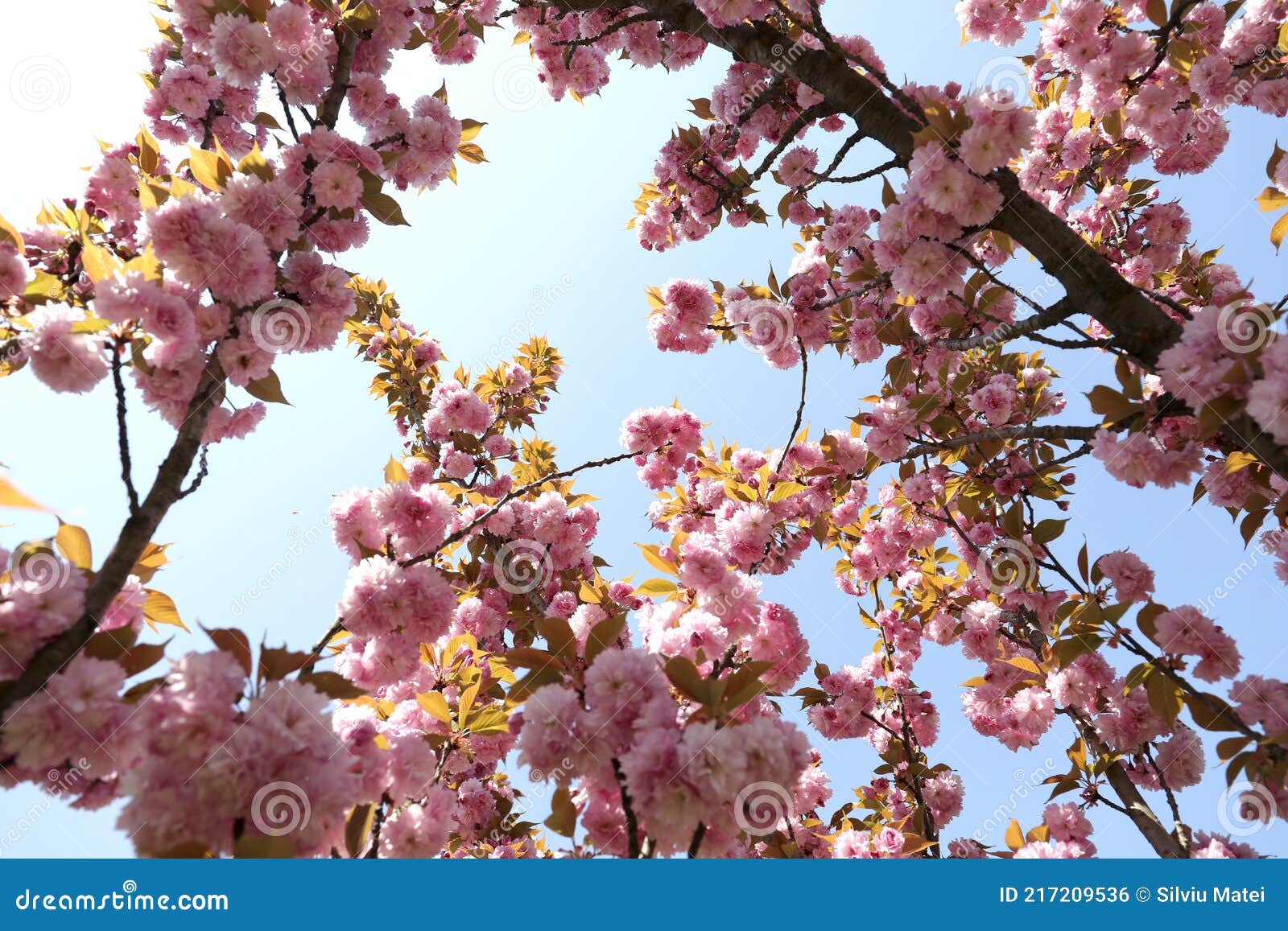 Belle Fleur De Cerisier Japonais Fleur De Sakura Dans Un Parc Un Tres Beau Jour De Printemps Photo Stock Image Du Ciel Paques
