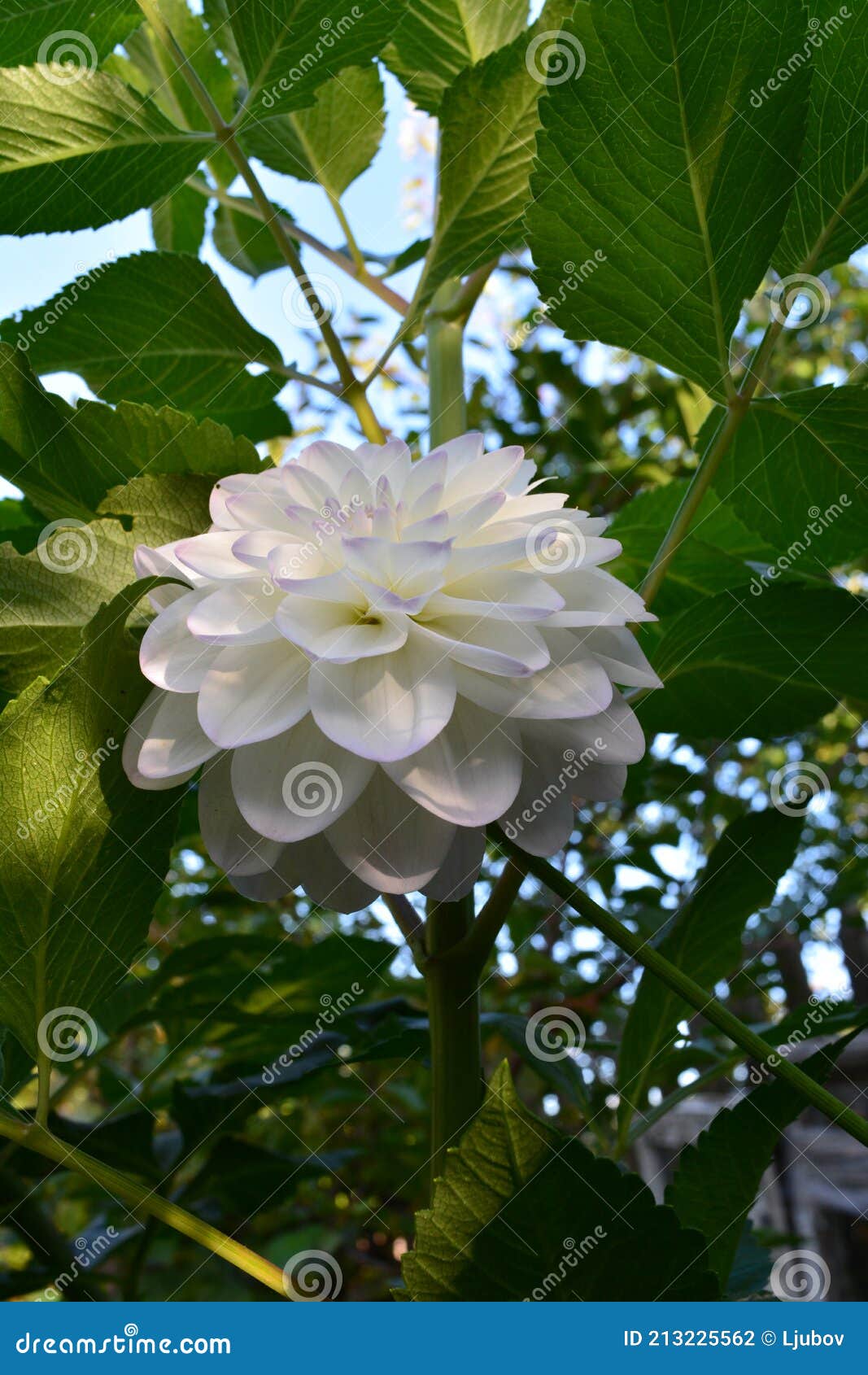 Belle Fleur De Dahlia Avec Des Pétales Blancs Avec Des Bords Violet Clair  Sur Le Fond De Feuilles Vertes Photo stock - Image du jour, saison:  213225562