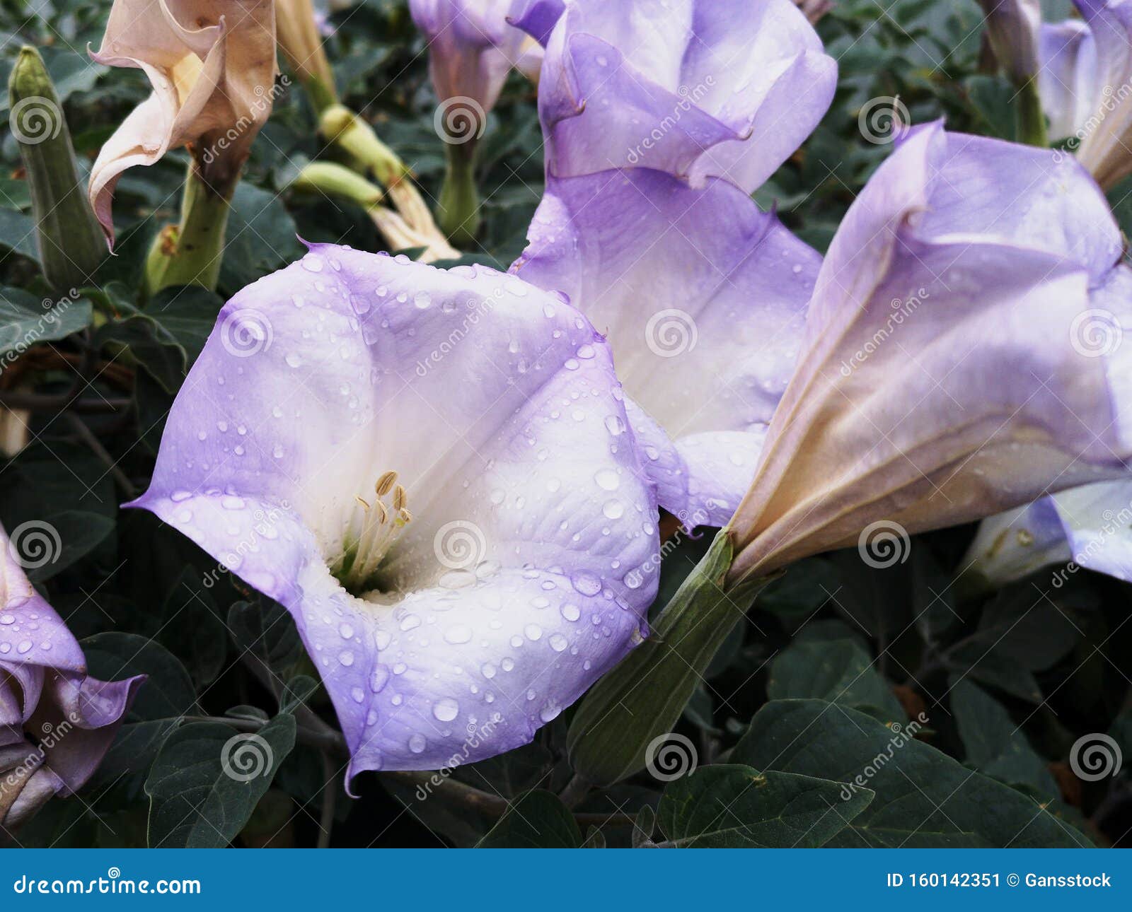 Belle Fleur De Datura Violette Aux Gouttes De Pluie Aux Feuilles Vertes  Image stock - Image du couleur, fleur: 160142351