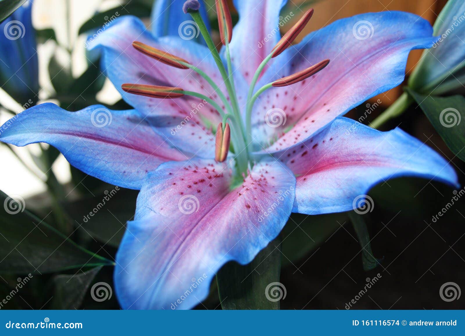 Belle Fleur De Lys Bleu Et Violet Photo stock - Image du bleu, beau:  161116574