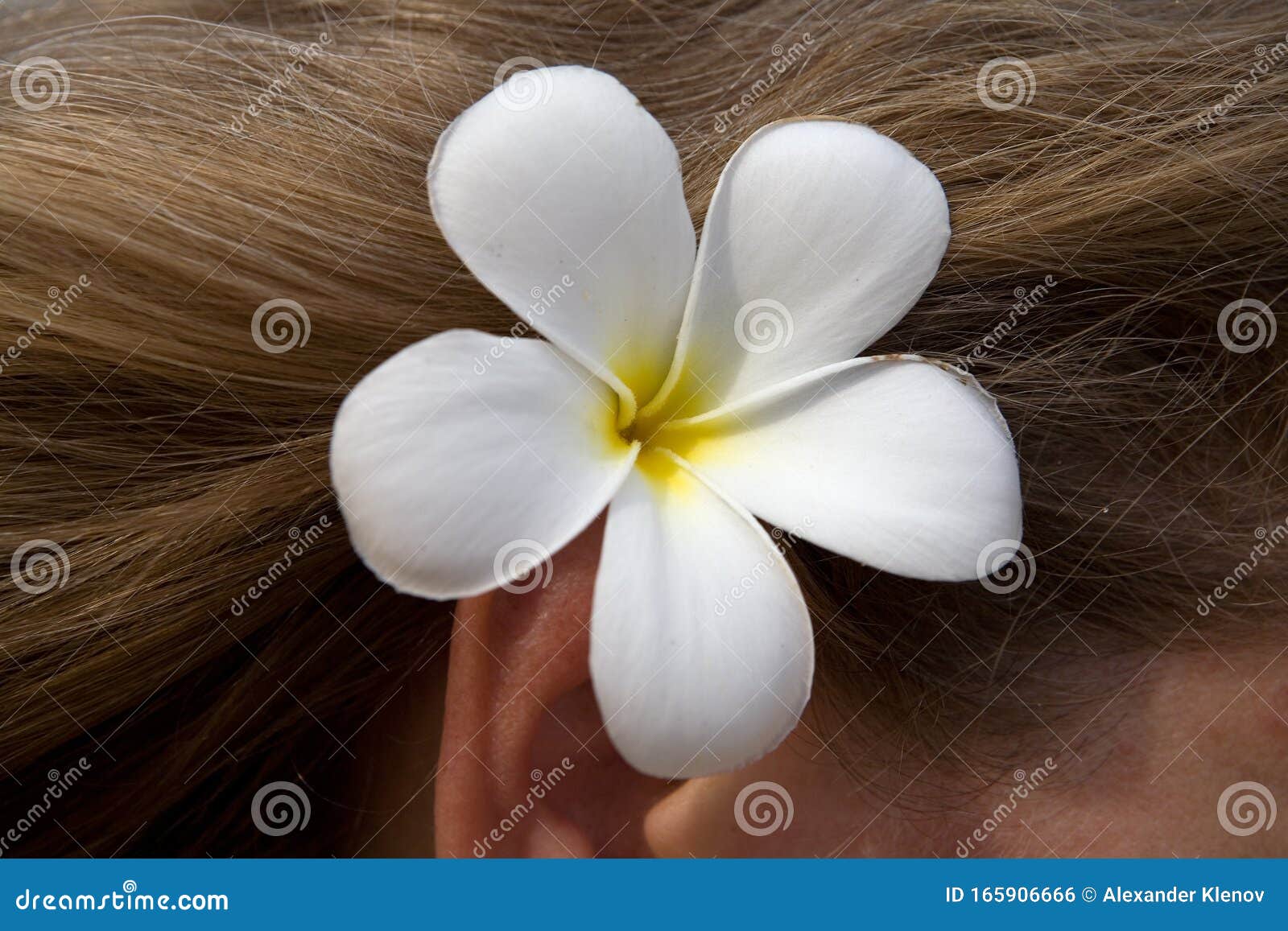 Belle Fleur Exotique Frangipanienne Dans Les Cheveux épais D'une Blonde  Naturelle Photo stock - Image du beau, oreille: 165906666