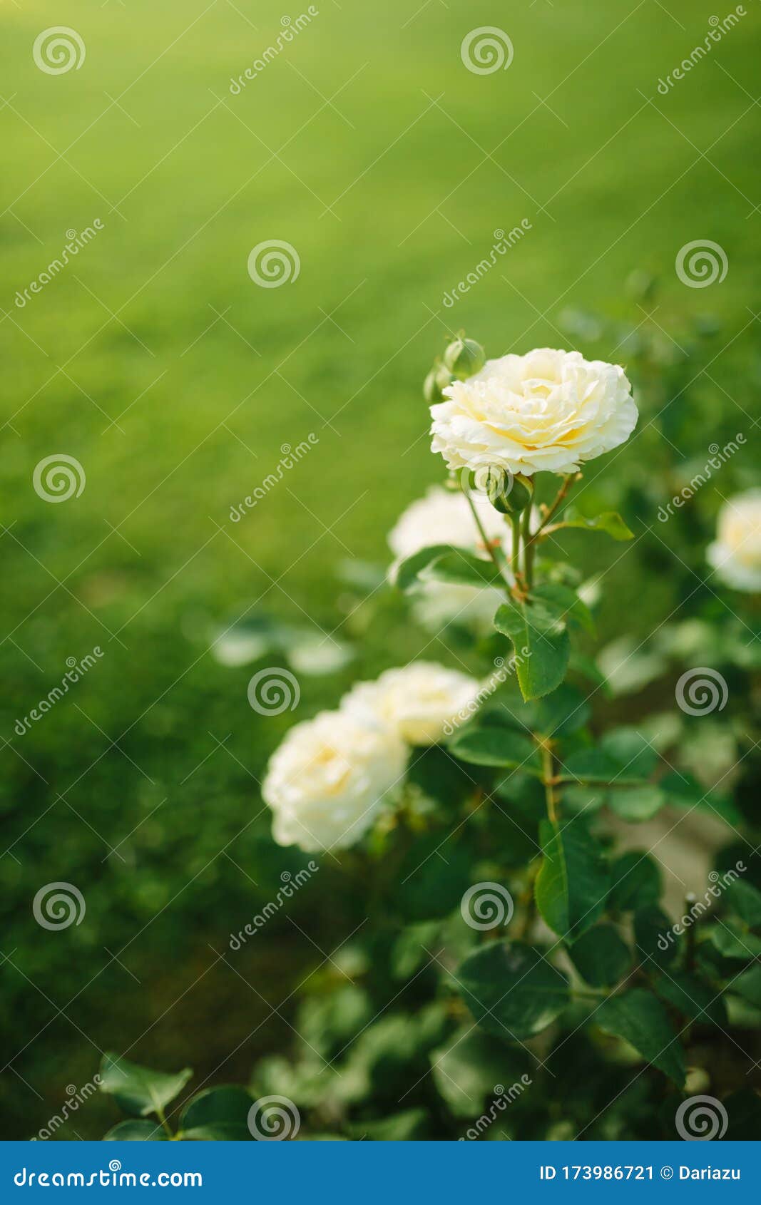 Belle Fleur Floraison Rose Blanche Sur La Brousse Dans Le Jardin De  Temporarisation Image stock - Image du amour, paix: 173986721