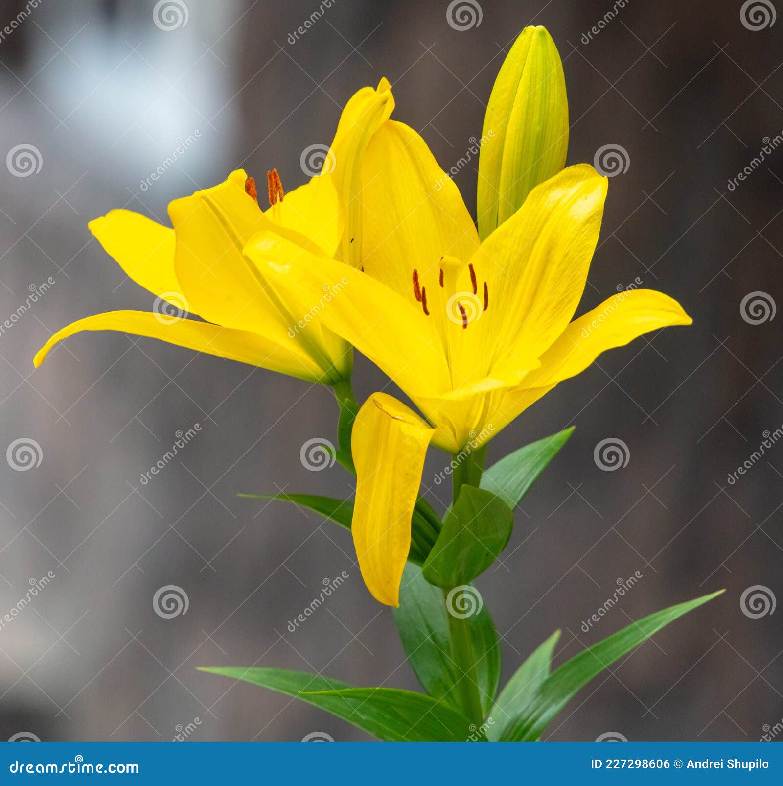 Belle Fleur Jaune Dans La Nature. Photo stock - Image du pétale, lumineux:  227298606