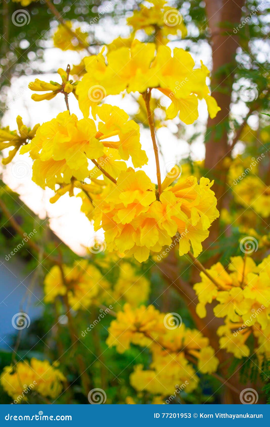 Belle Fleur Jaune En été Thaïlande Image stock - Image du beau, bleu:  77201953