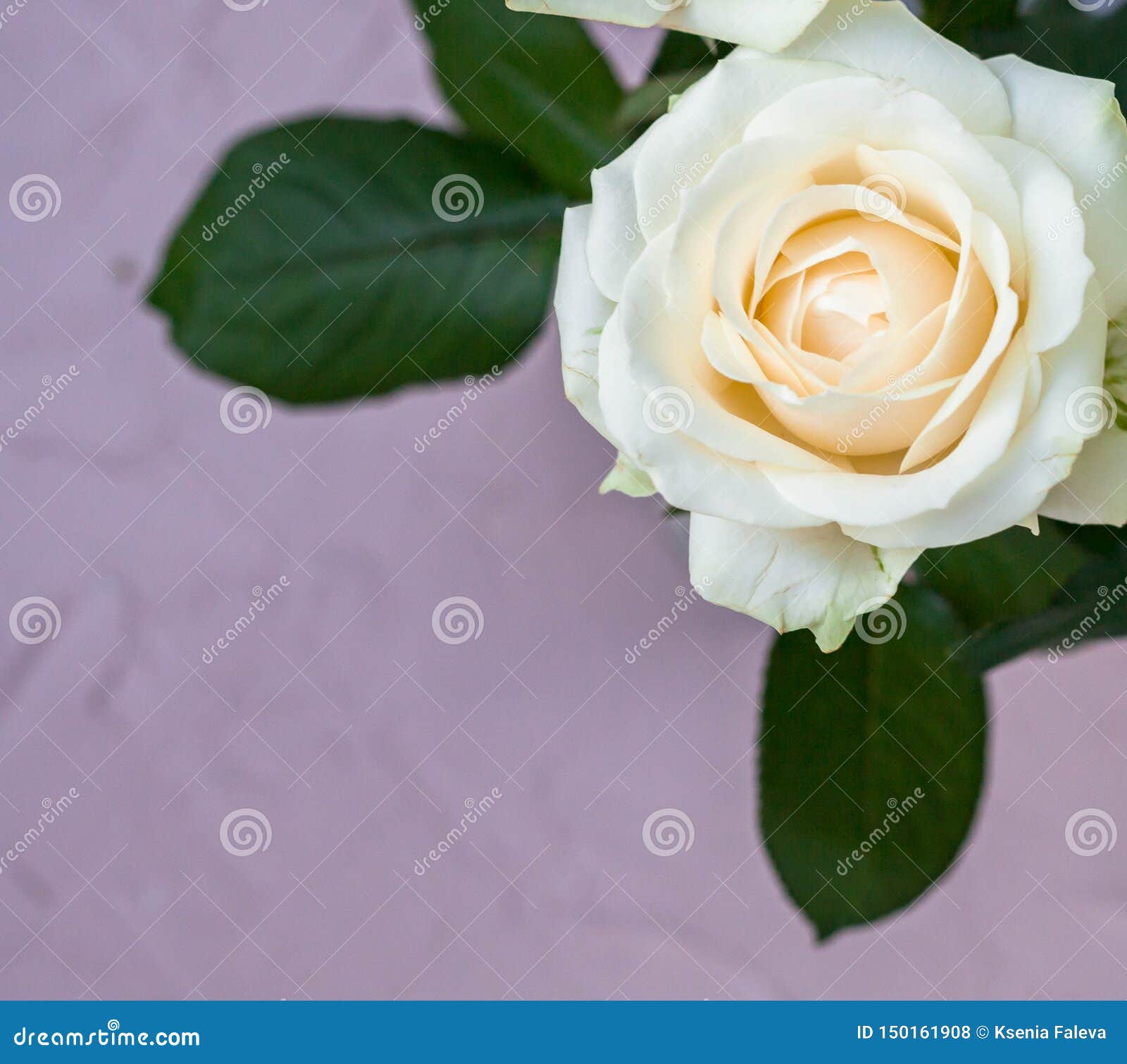 Belle Fleur Rose Blanche Sur Le Fond Gris Photo stock - Image du couleur,  fleur: 150161908